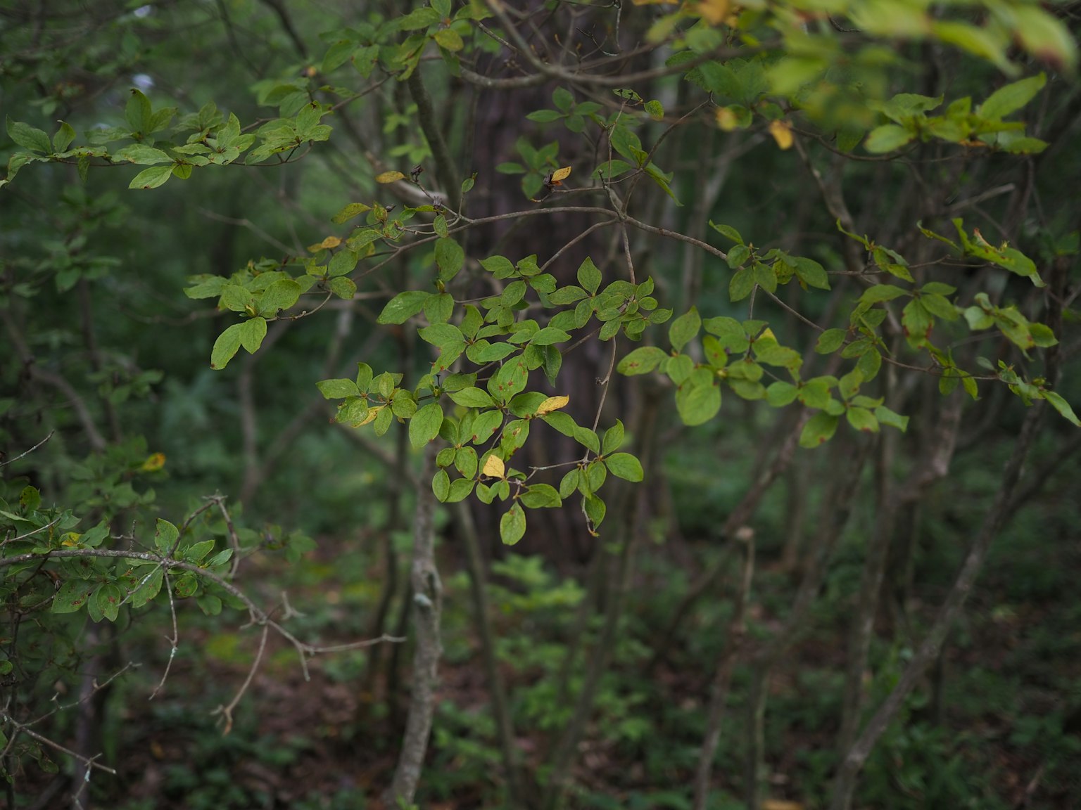 Un primer plano de hojas verdes exuberantes en un entorno forestal