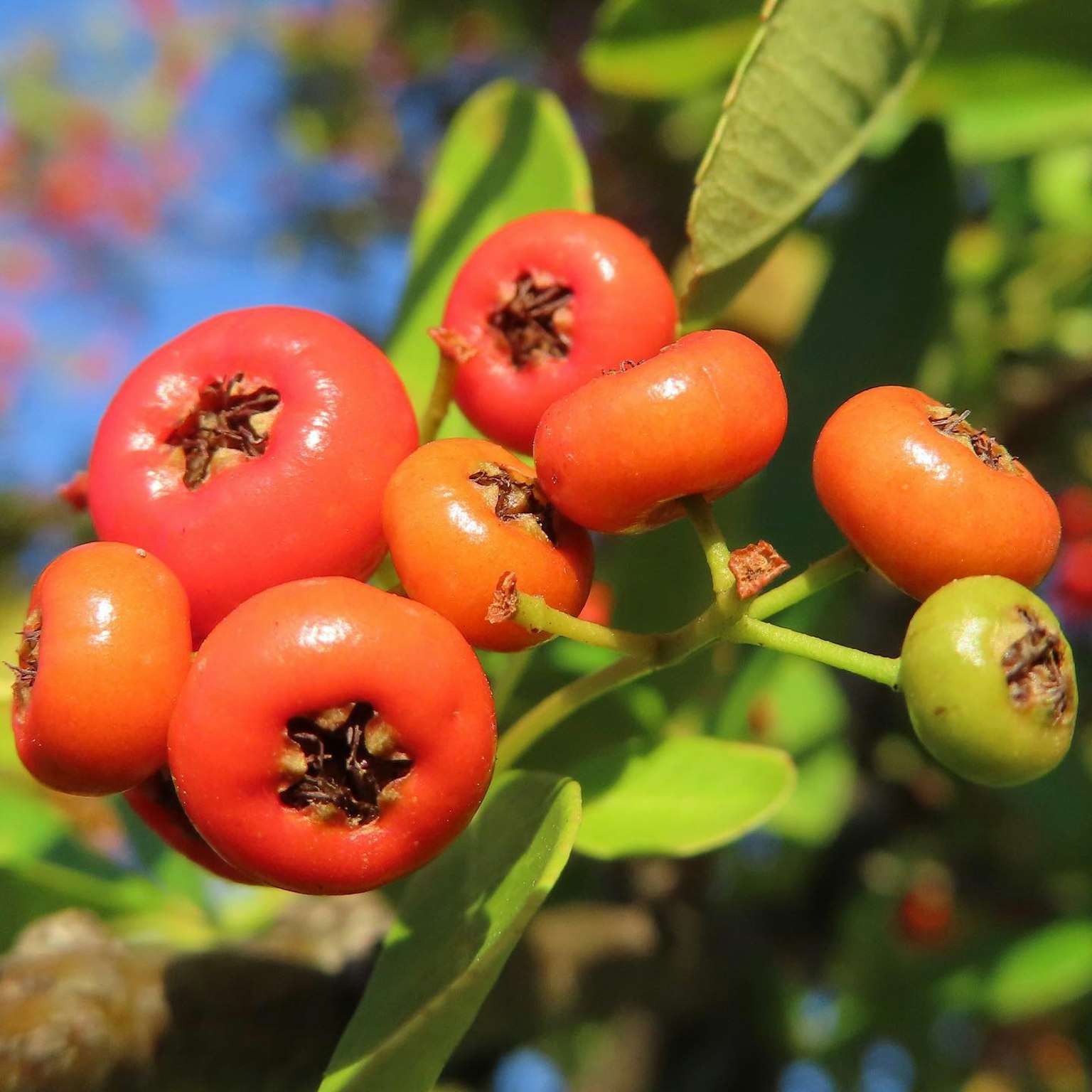 Buah merah dan oranye cerah dikelilingi oleh daun hijau