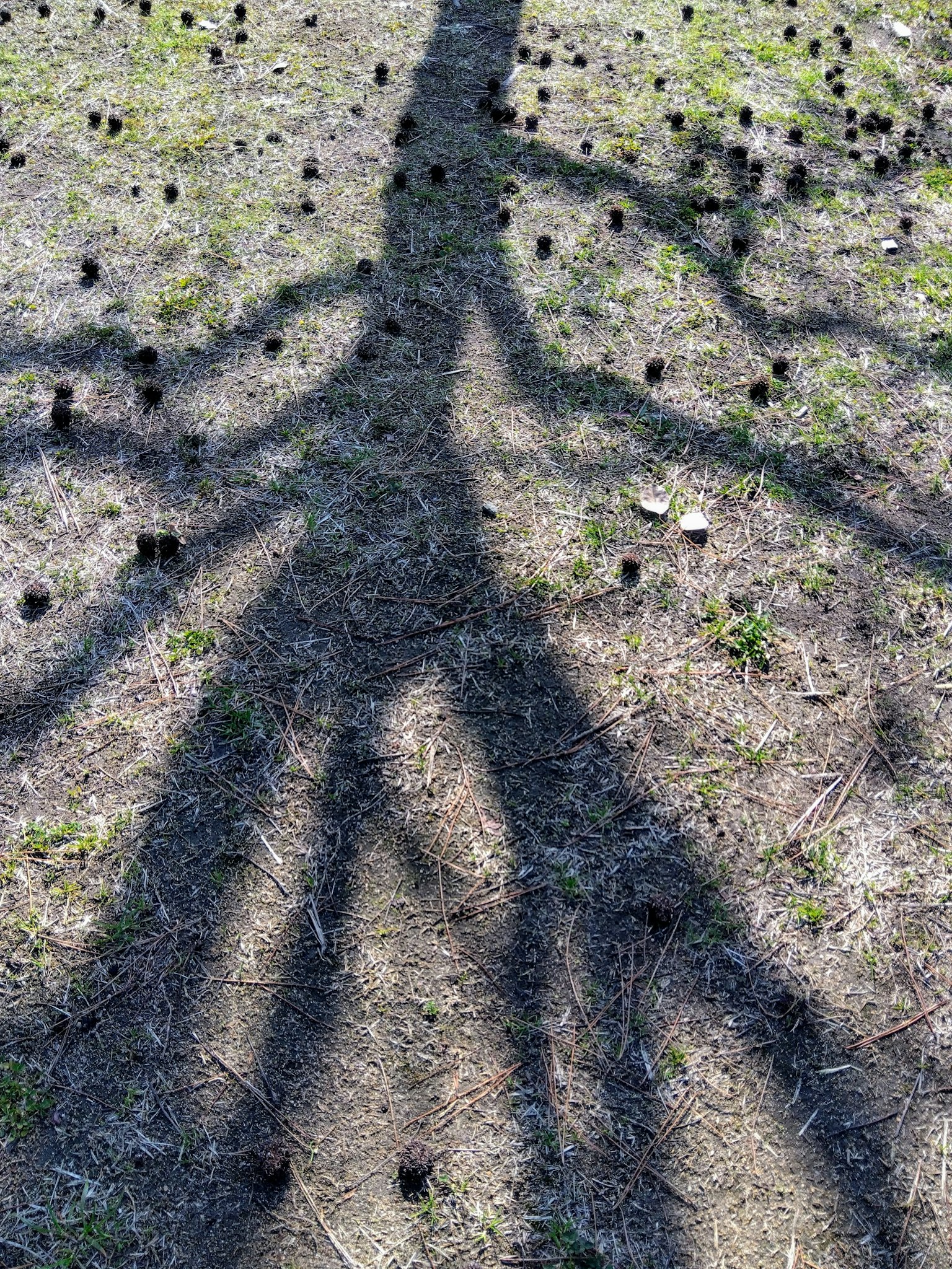 Ein markanter Schatten eines Baumes, der auf den Boden geworfen wird, mit kleinen verstreuten Objekten