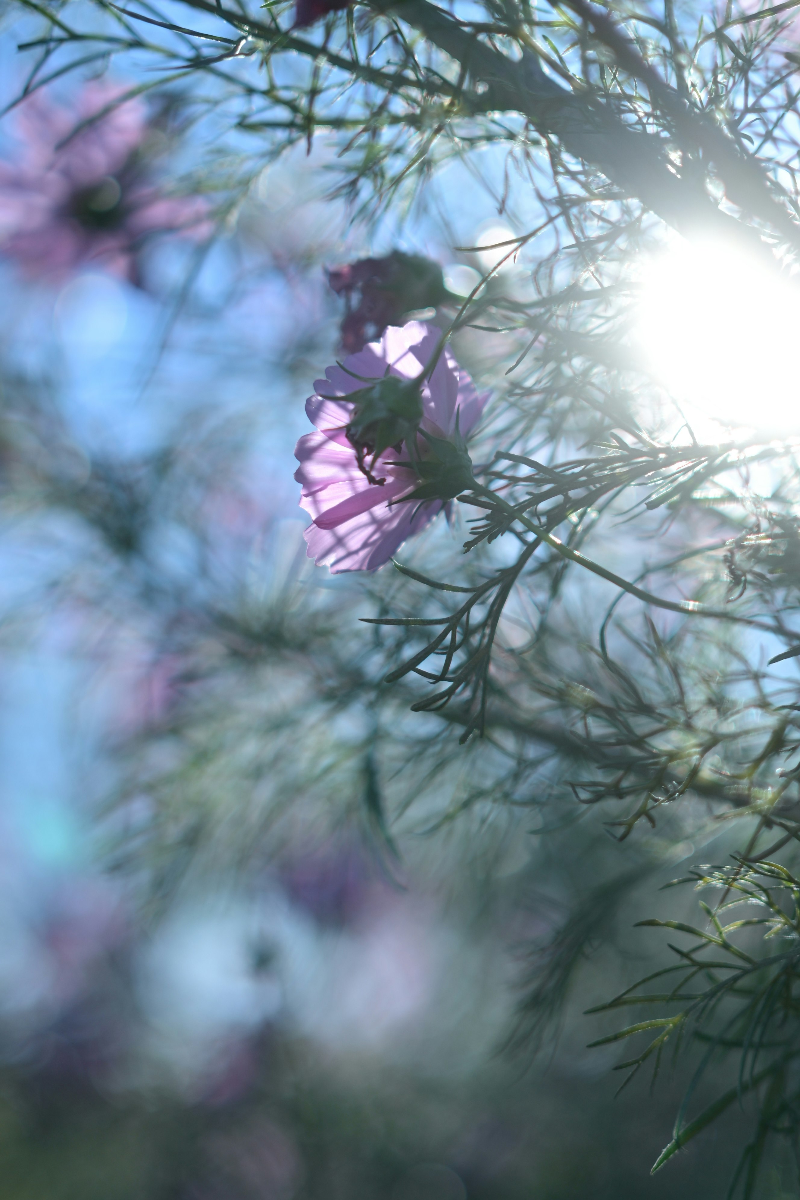 枝先に咲く紫の花と柔らかなボケのある自然の風景