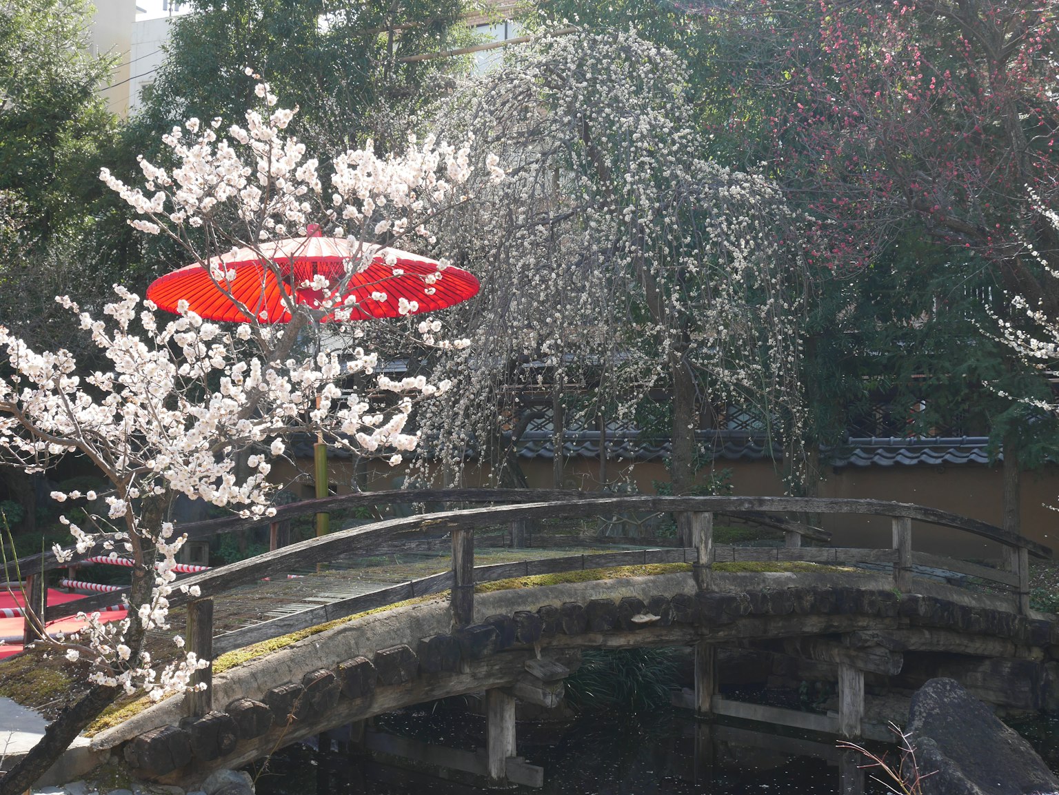 Scena di giardino giapponese con alberi di ciliegio e un ombrello rosso
