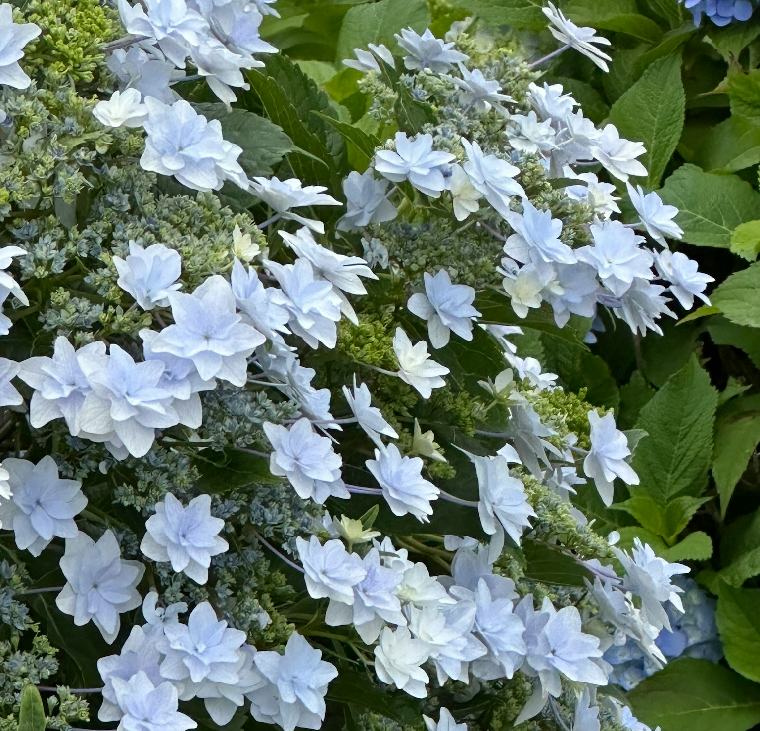 Blühende blaue Hortensienblüten in einer üppigen grünen Umgebung