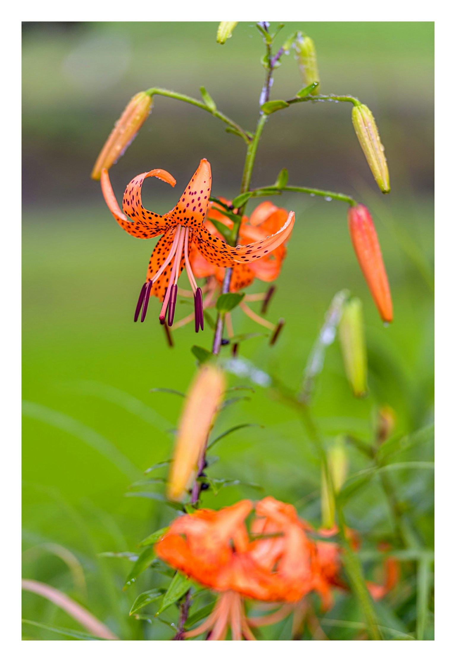 橙色百合花在綠色背景下盛開的圖片