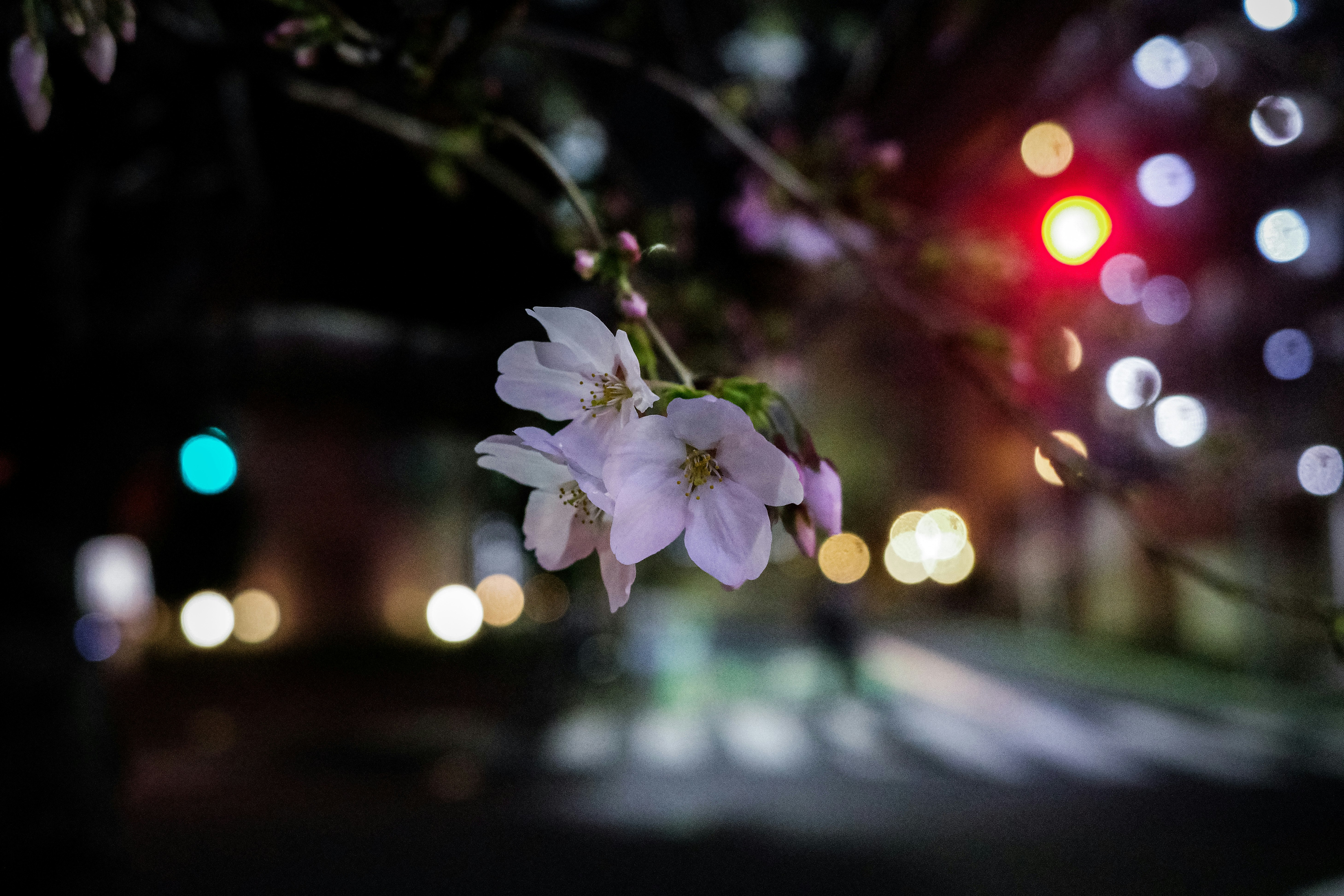 夜桜の枝先と街のぼけた灯り
