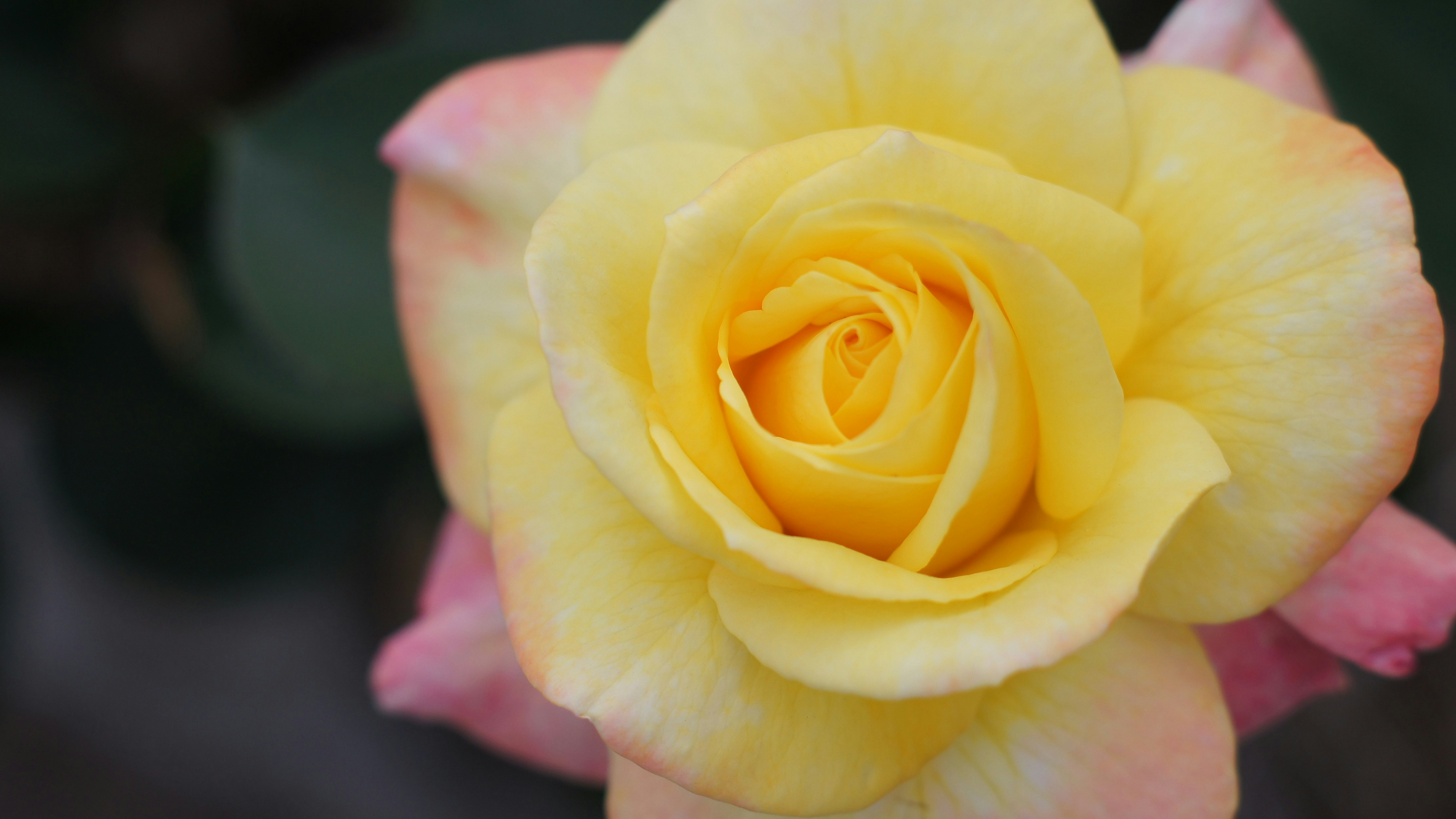 黄色いバラの花のクローズアップ