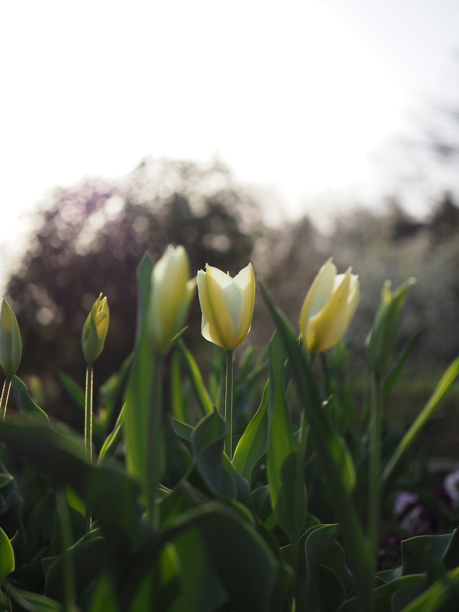Gelbe Tulpen umgeben von grünen Blättern in einem Garten