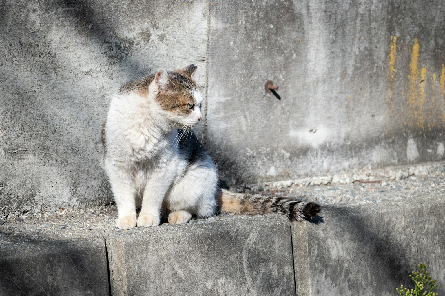 Gatto grigio e bianco seduto davanti a un muro di cemento