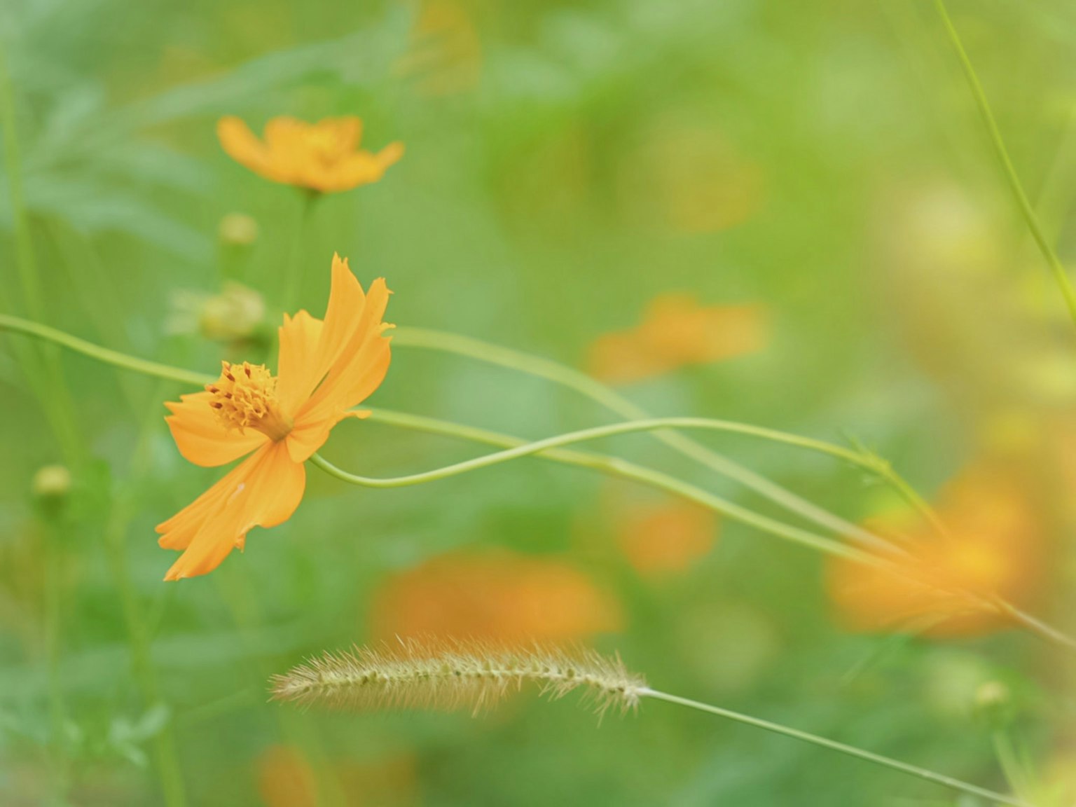 Flores naranjas vibrantes destacan sobre un fondo verde