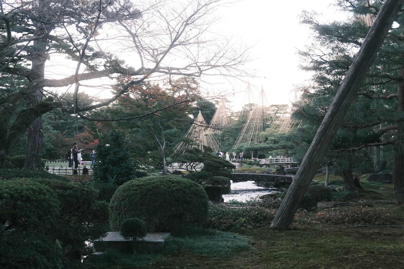 宁静的日本庭园场景 修剪整齐的树木和流淌的小溪 特色桥梁和石头装饰