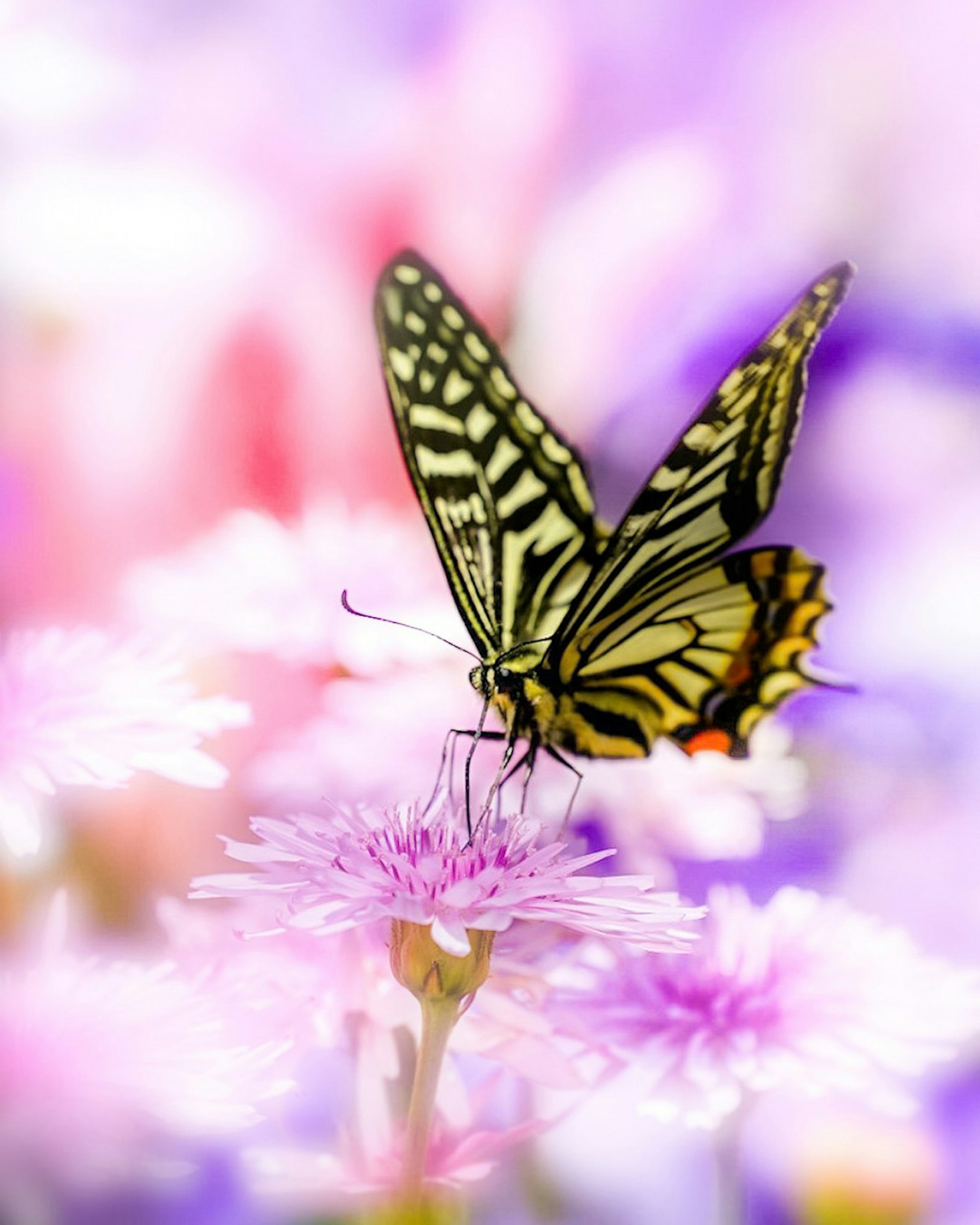 Una bellissima farfalla appollaiata su un fiore rosa con uno sfondo colorato