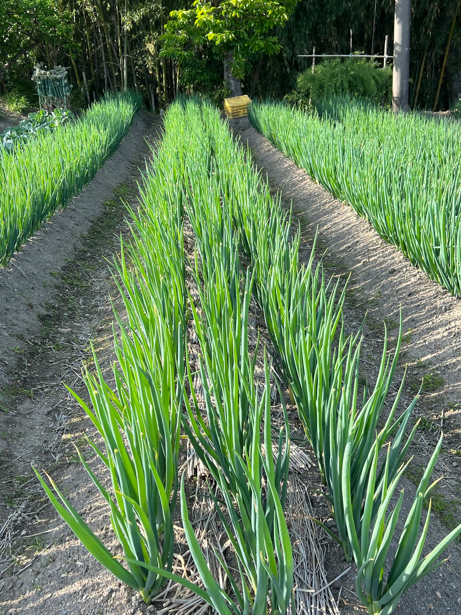 Field of green onions growing in neat rows surrounded by greenery