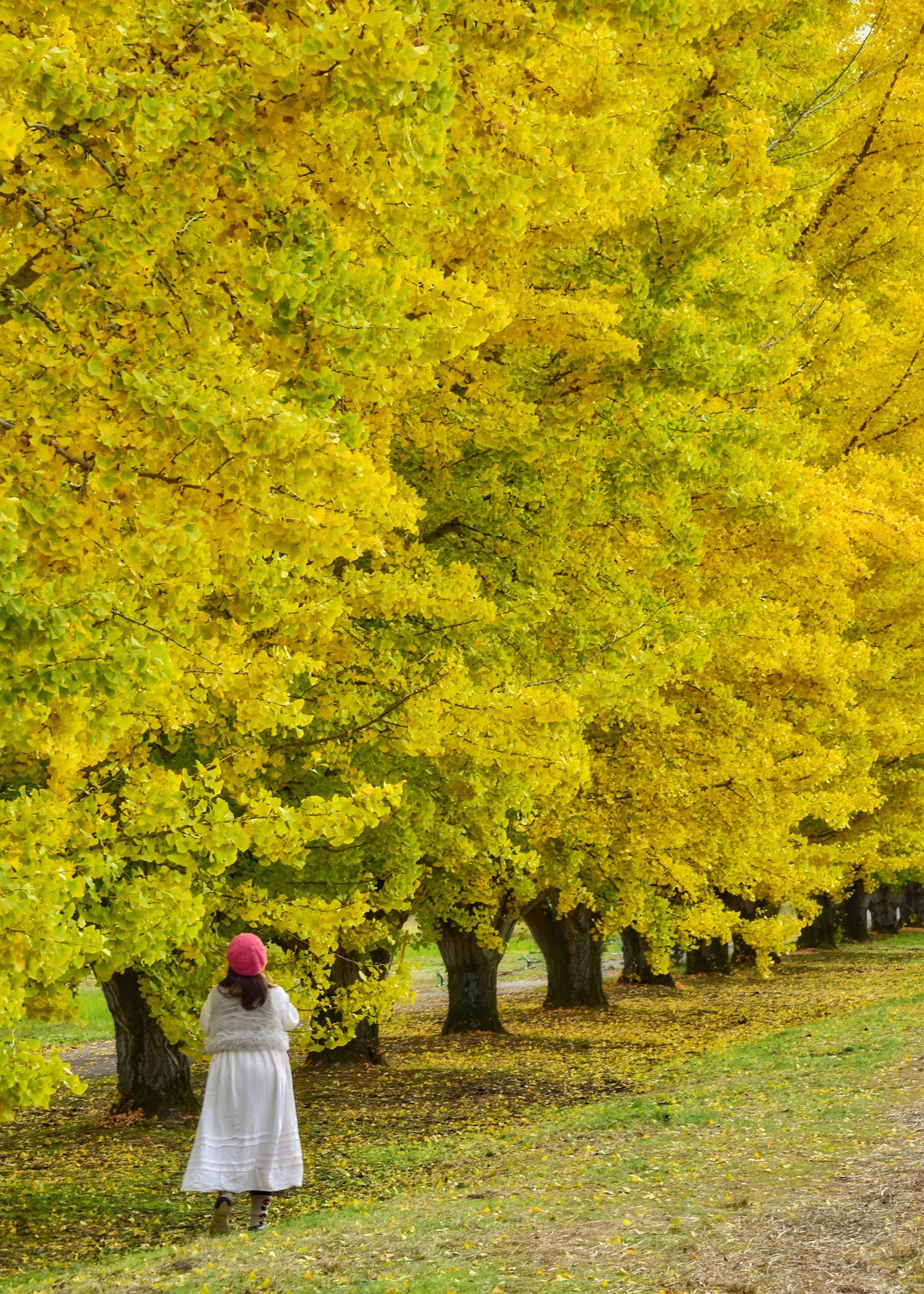 黄色い木々の間に立つ女性の後ろ姿 秋の風景
