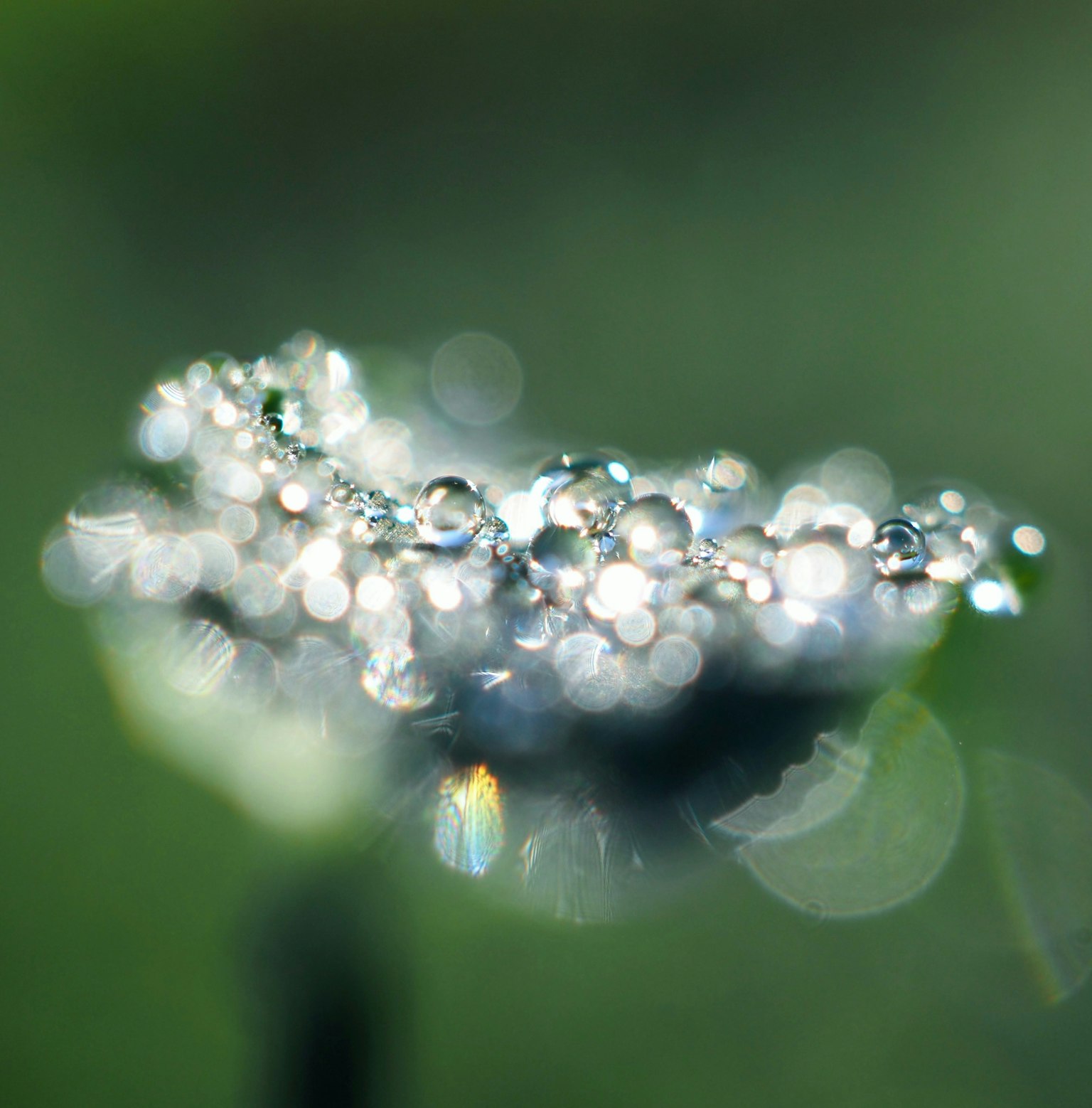 Gros plan d'une fleur avec des gouttes d'eau scintillantes