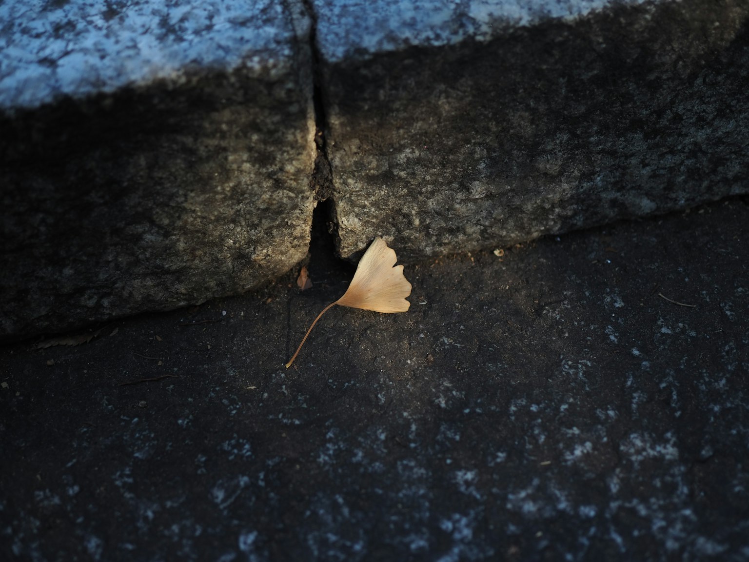 A dry leaf resting in the gap between stones