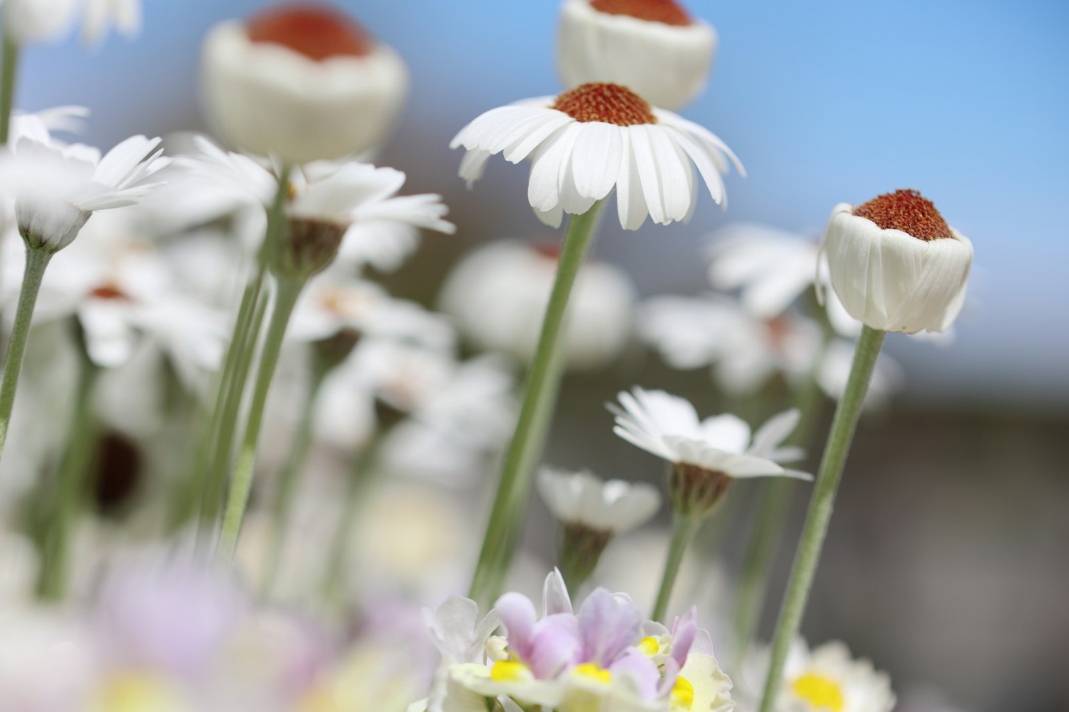 White flowers blooming under a blue sky featuring unique shapes