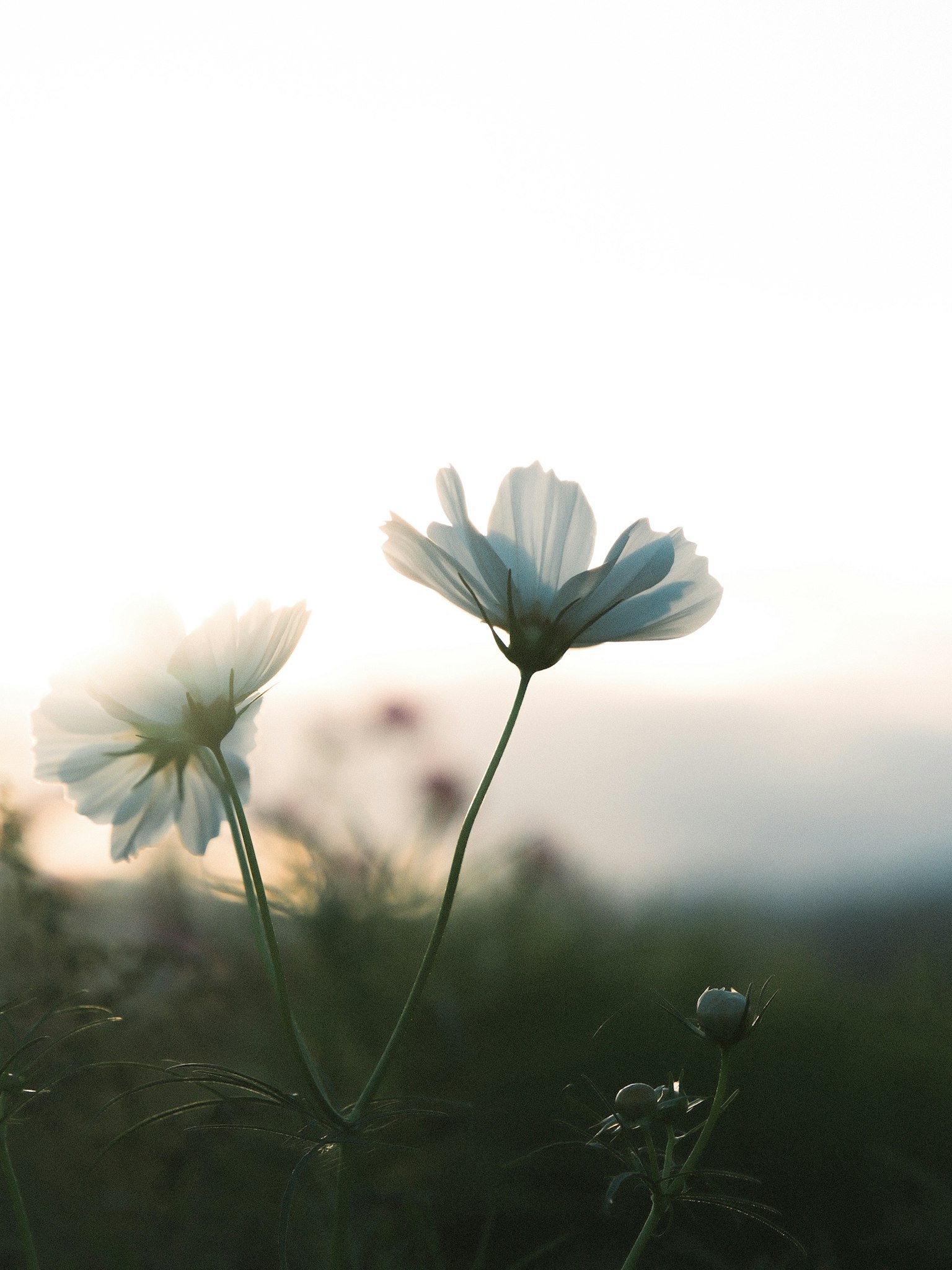 白い花が柔らかな光の中で咲いている風景