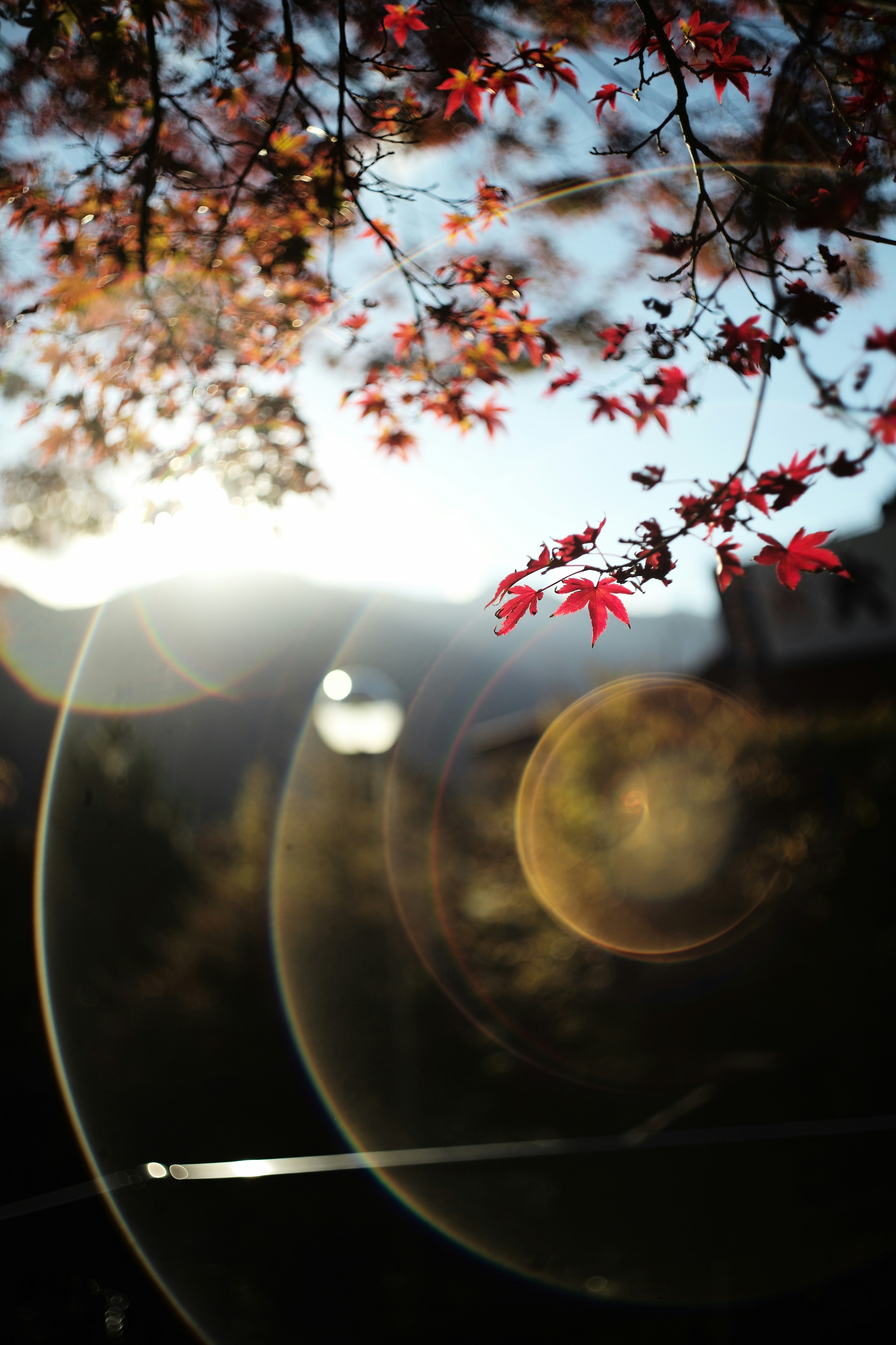 夕暮れの窓辺に映る光と紅葉の枝