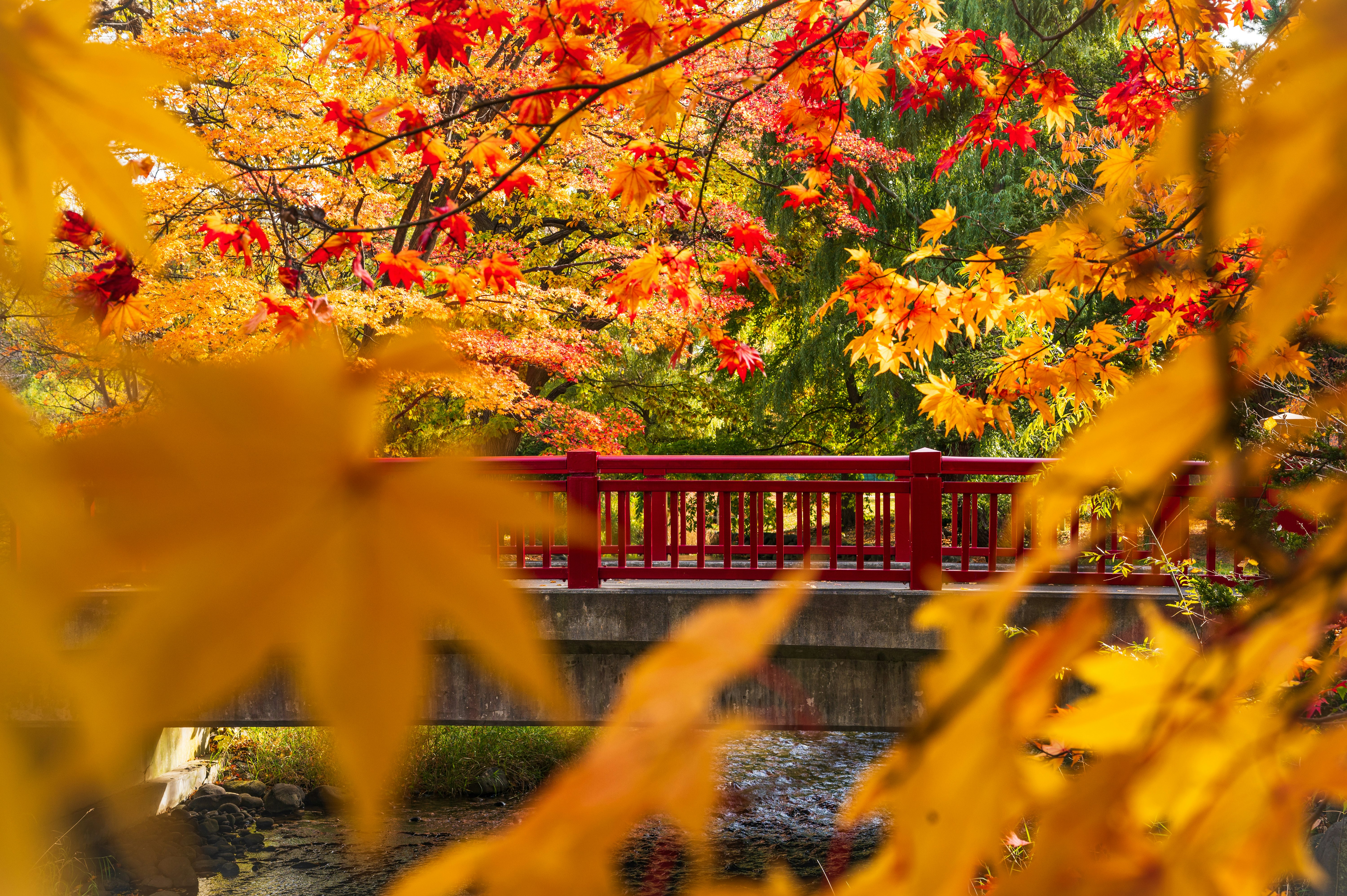 紅葉の木々と赤い欄干のある小道