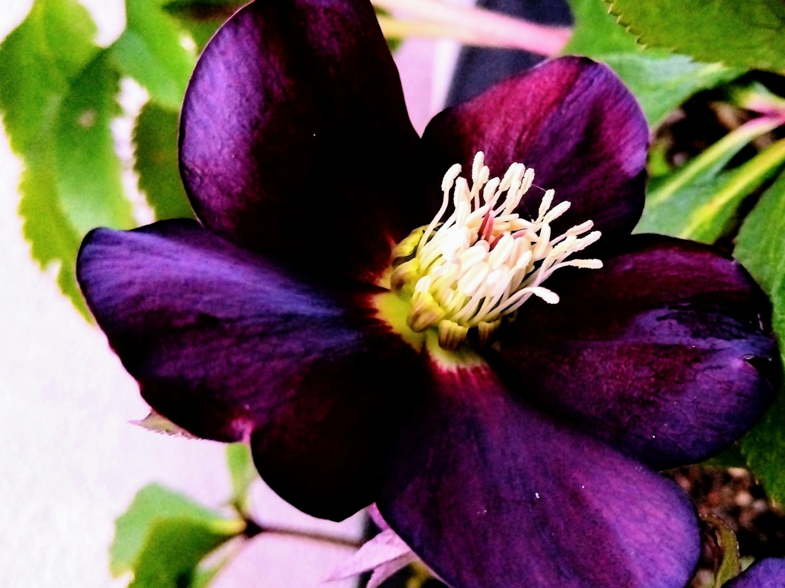 Dunkelviolette Blume mit weißen Staubblättern in der Mitte
