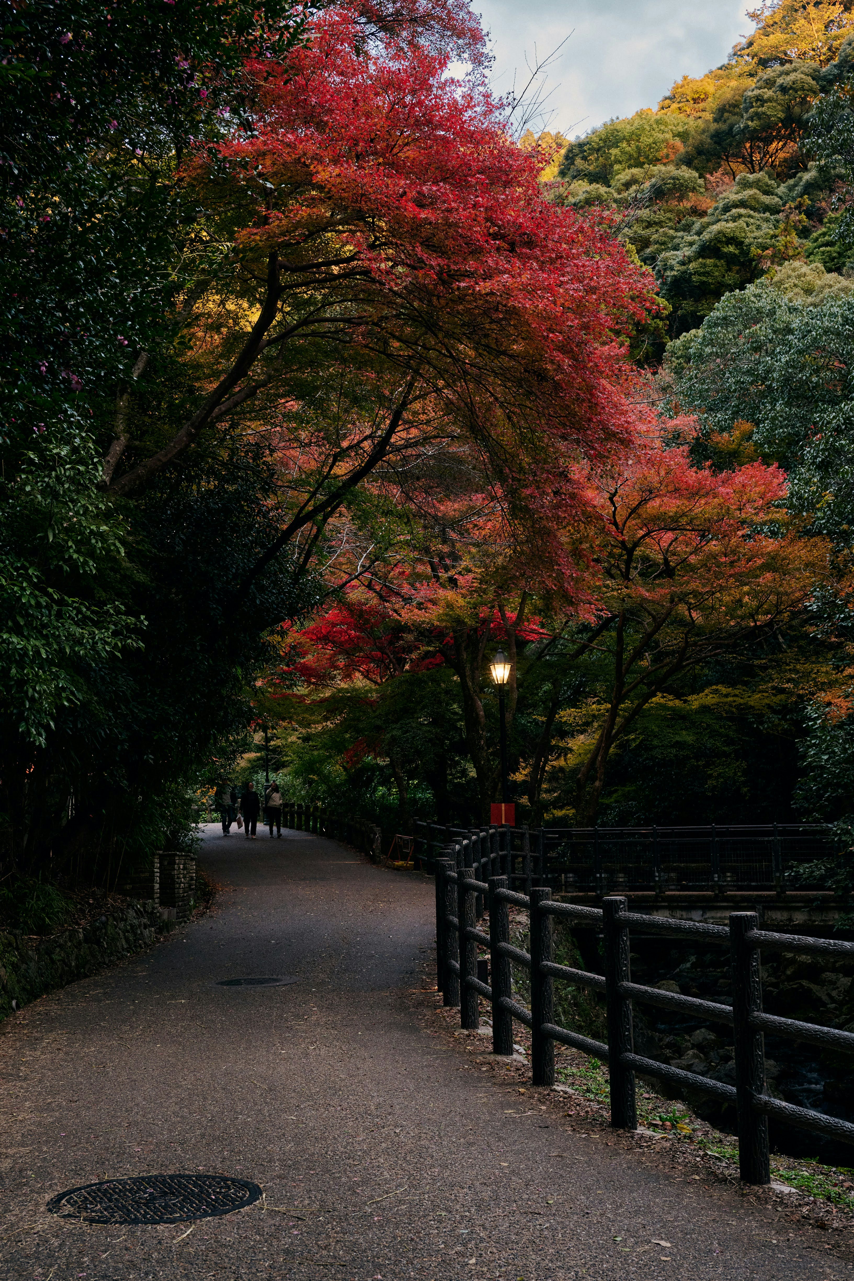 紅葉の並木と黒い柵のある散策路