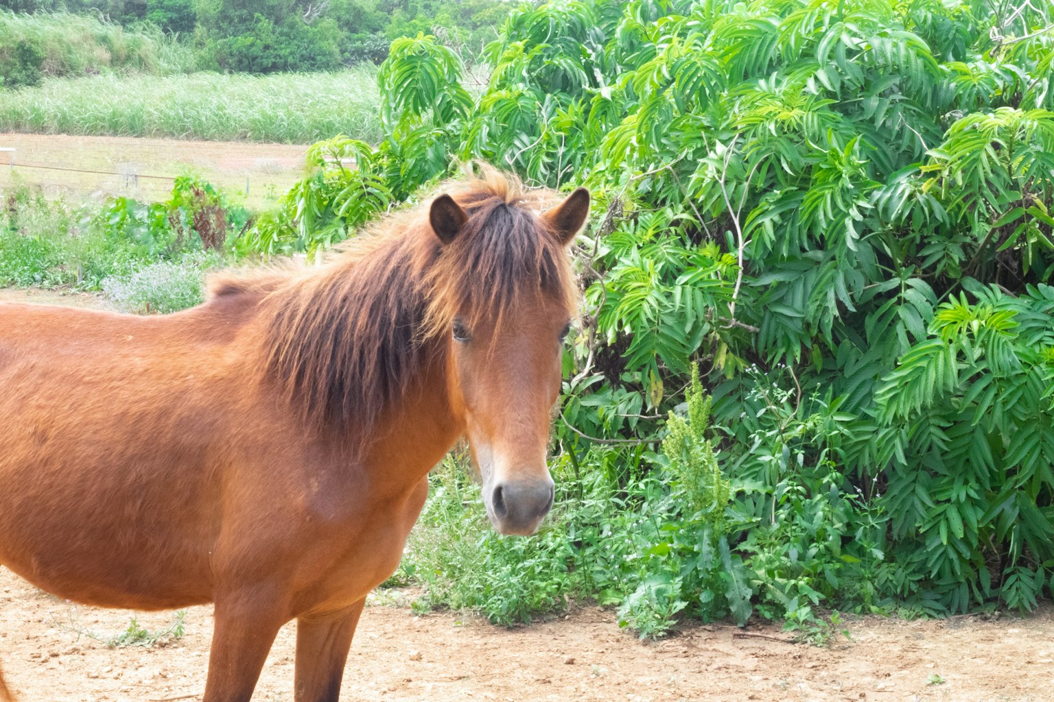 Cavallo marrone in piedi davanti a piante verdi