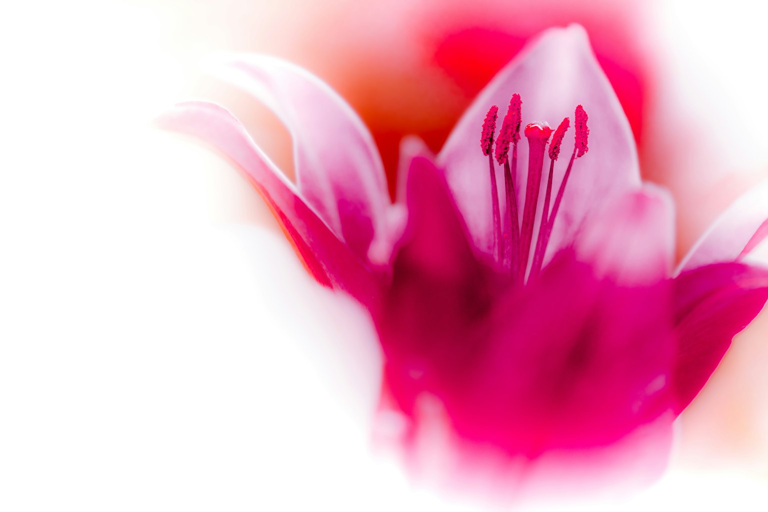 Close-up bunga pink cerah menunjukkan kelopak dan benang sari