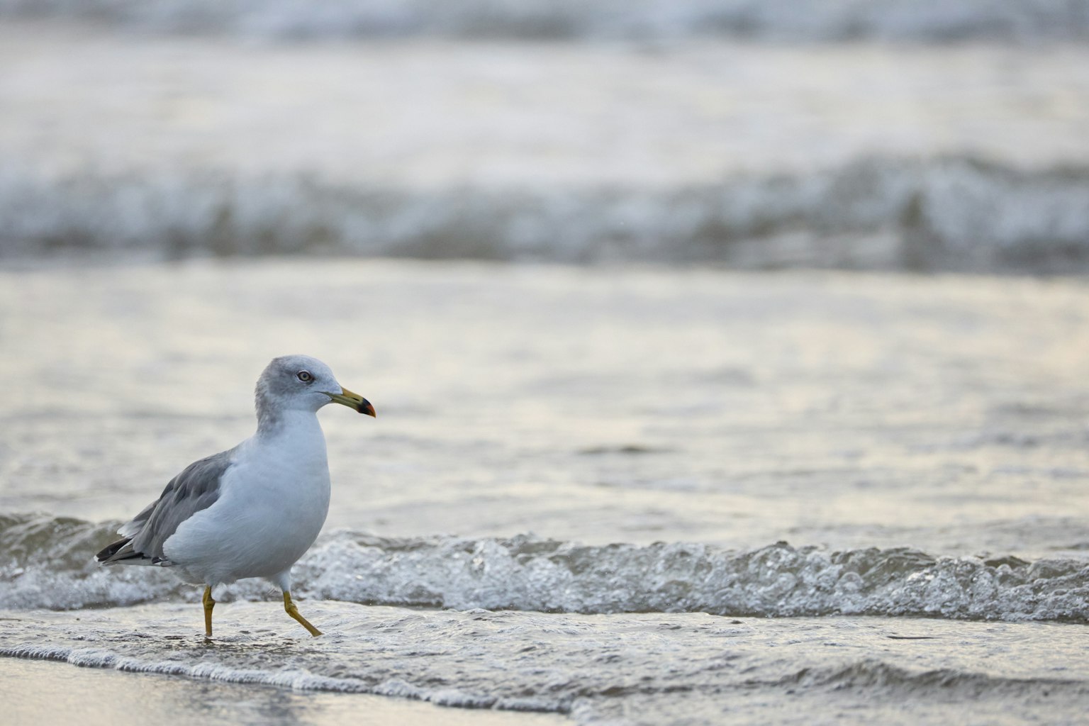 Möwe, die am Ufer entlanggeht