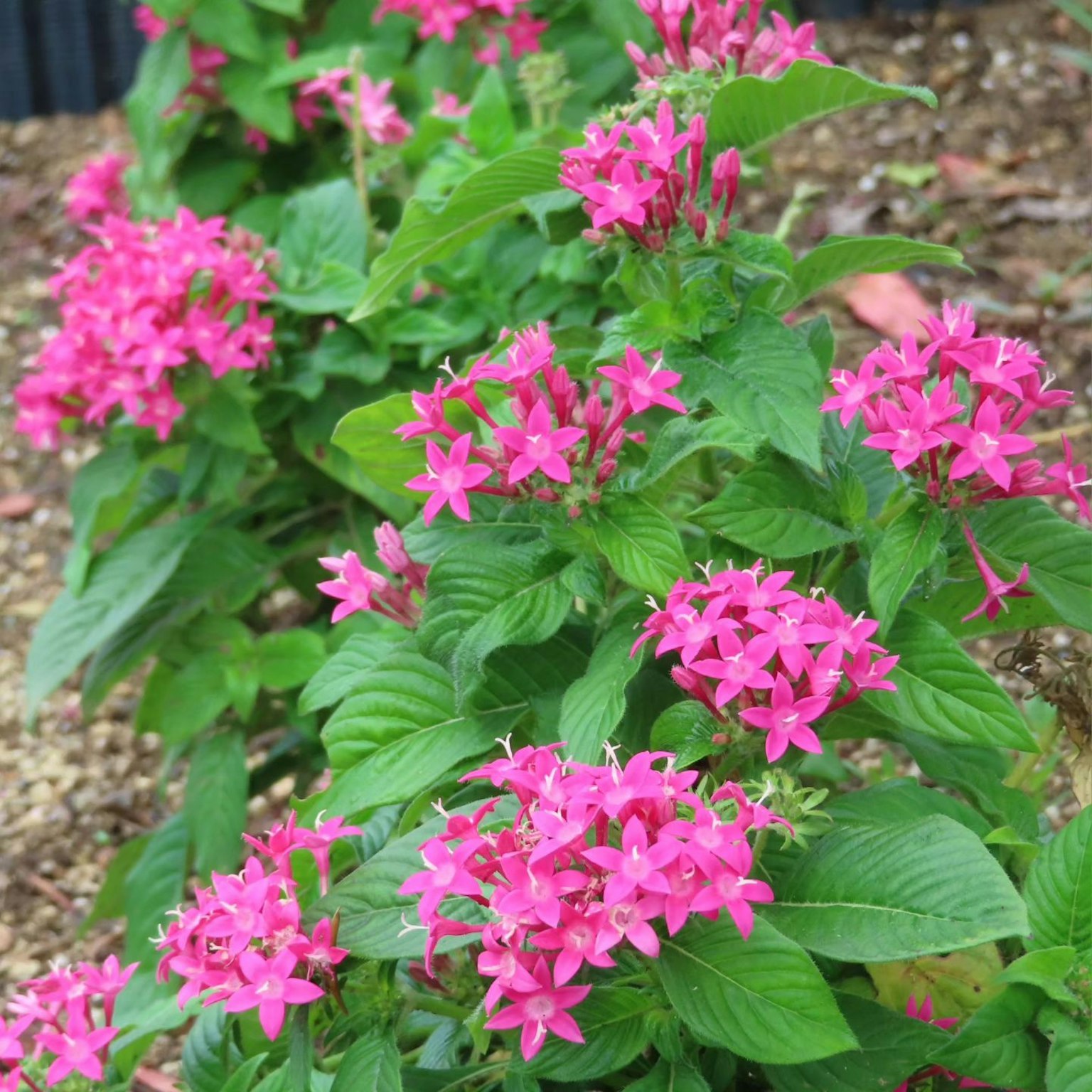 Una vibrante fila di fiori rosa tra le foglie verdi
