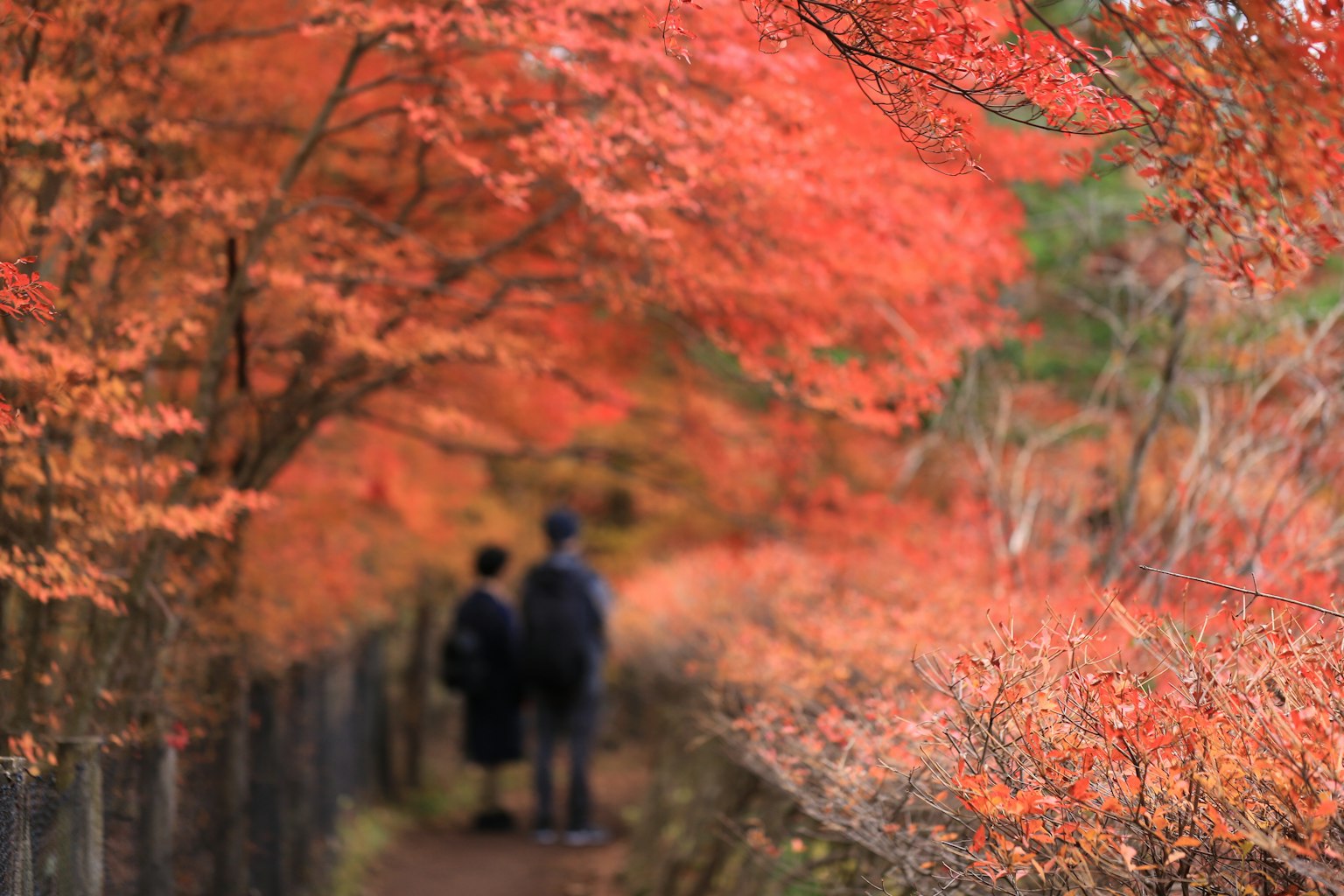 Silhouettes of two people walking through vibrant autumn foliage