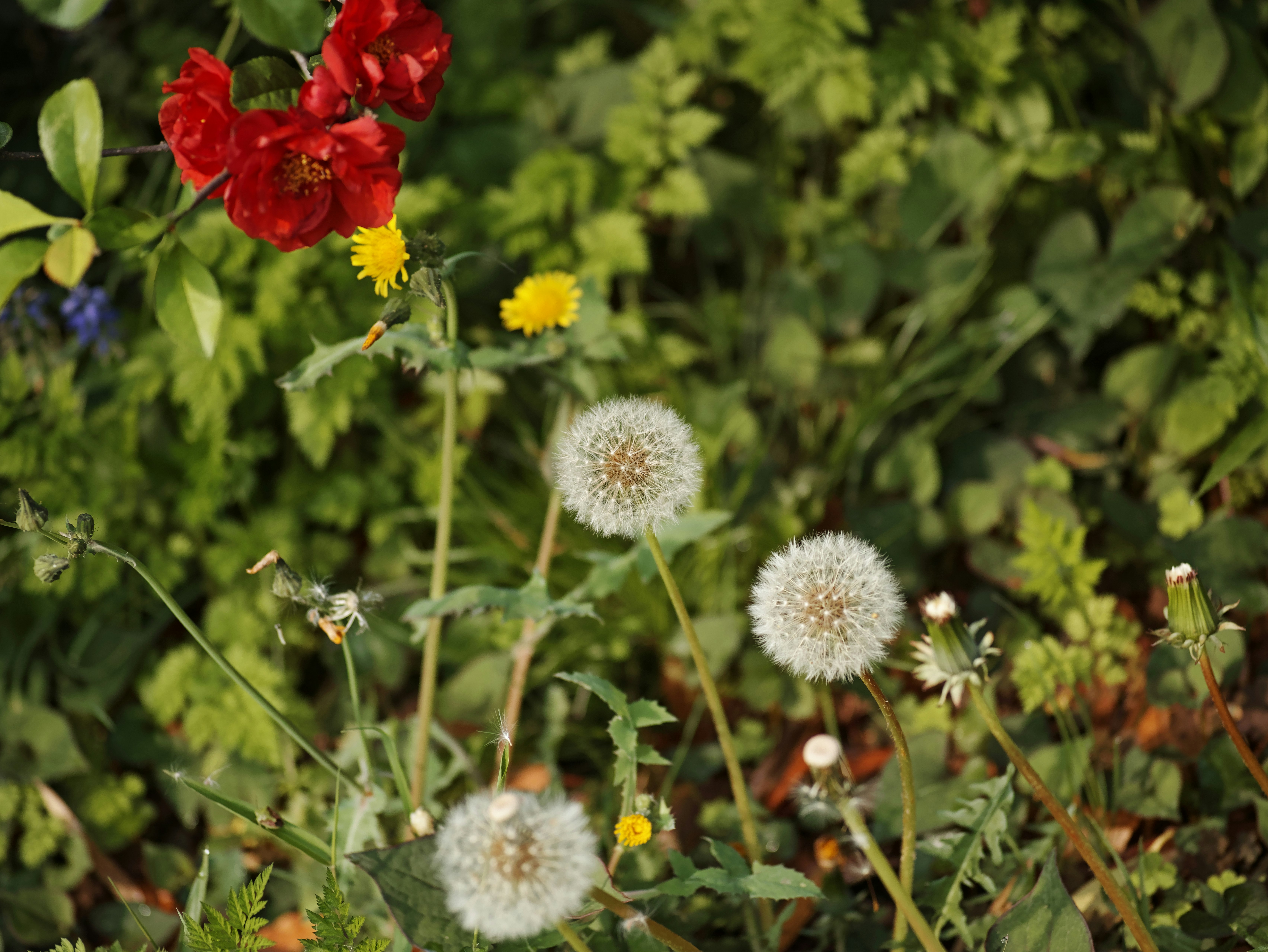 Diente de león con cabezas blancas esponjosas rodeado de flores rojas y amarillas