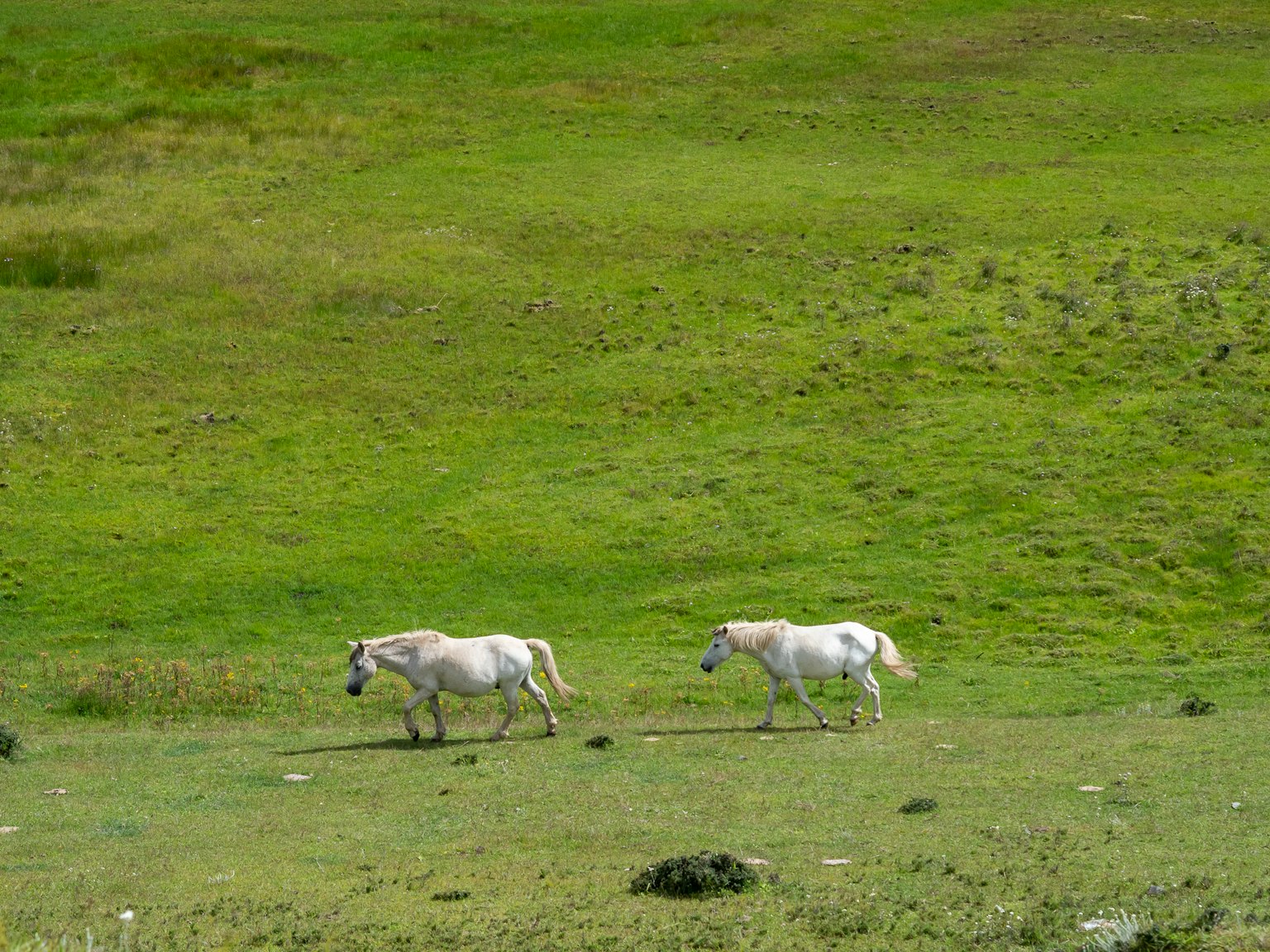 Caballos blancos corriendo a través de un vasto prado verde
