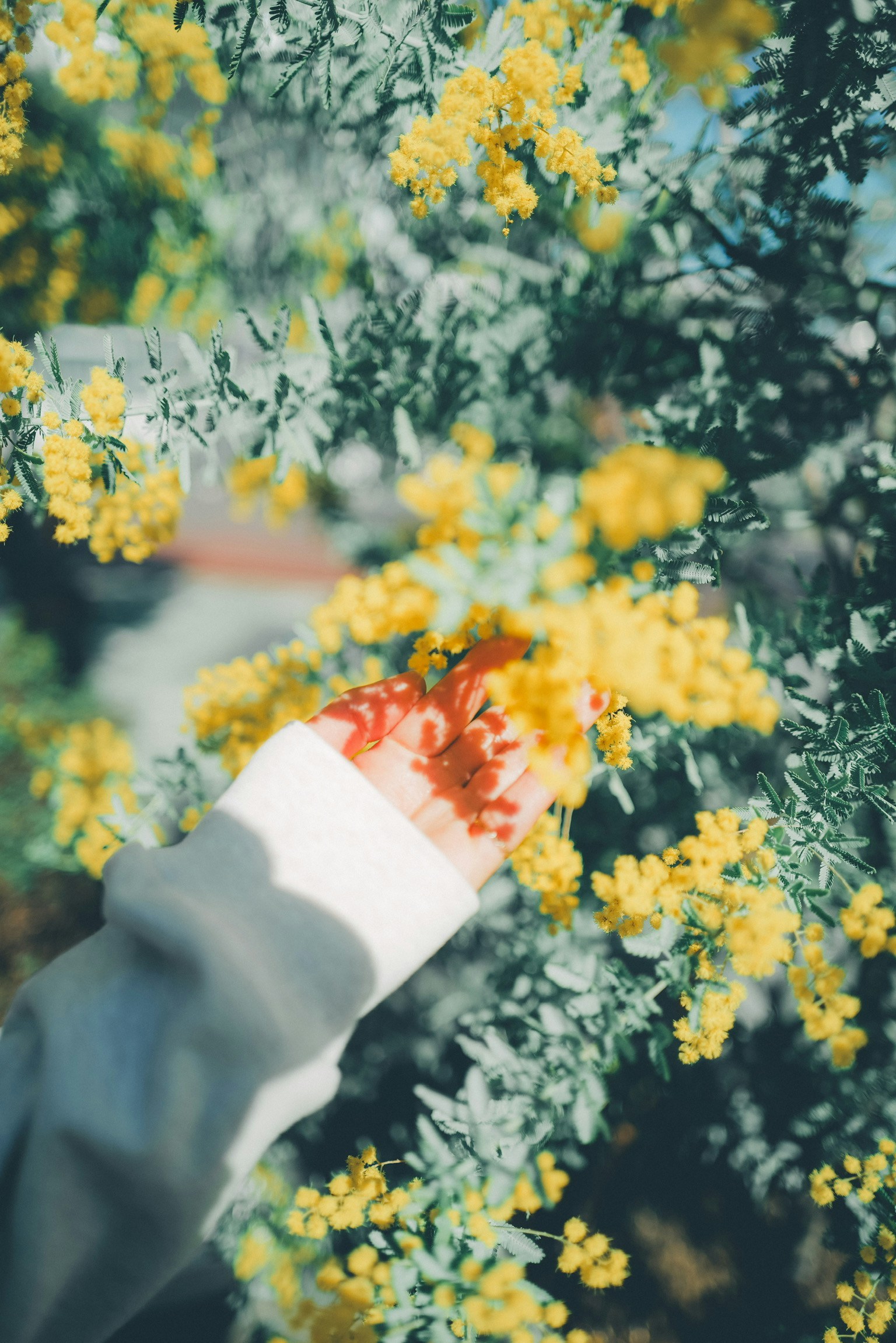 Primo piano di una mano che tiene fiori gialli con foglie verdi