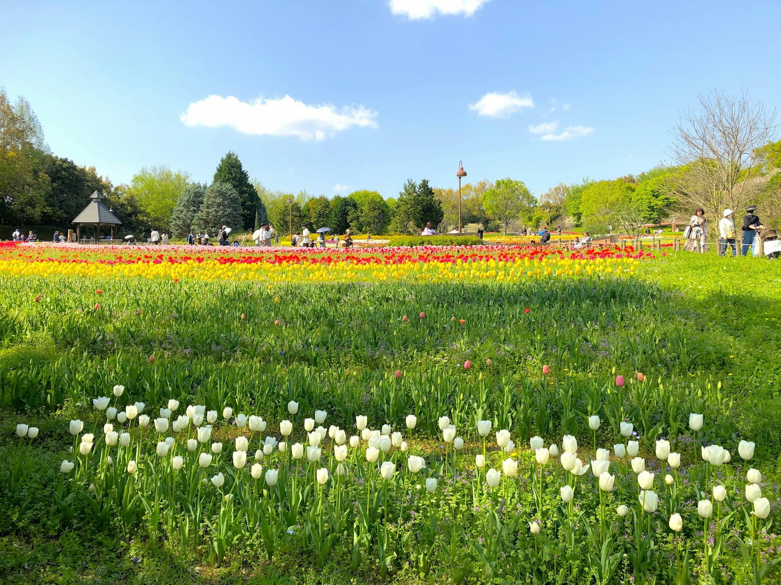 Eine lebendige Parkszene mit bunten Tulpen in Blüte weiße Tulpen im Vordergrund Menschen spazieren