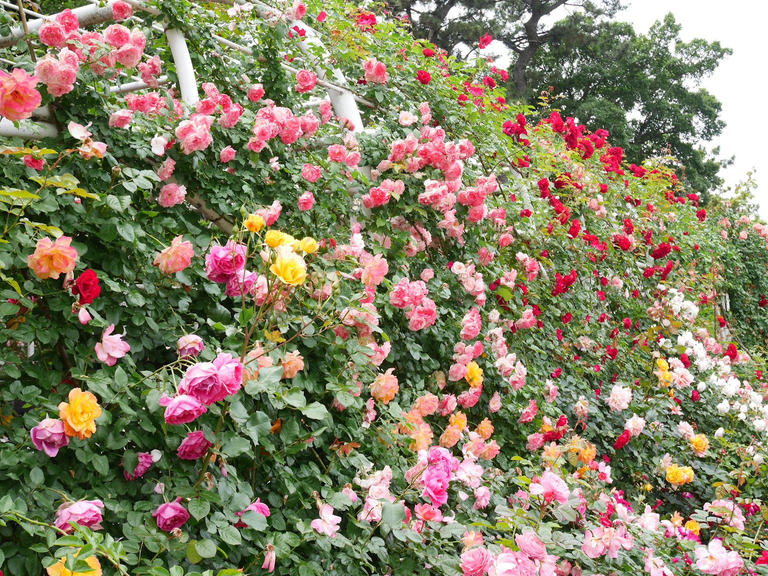 Jardin de roses vibrant avec diverses couleurs et fleurs
