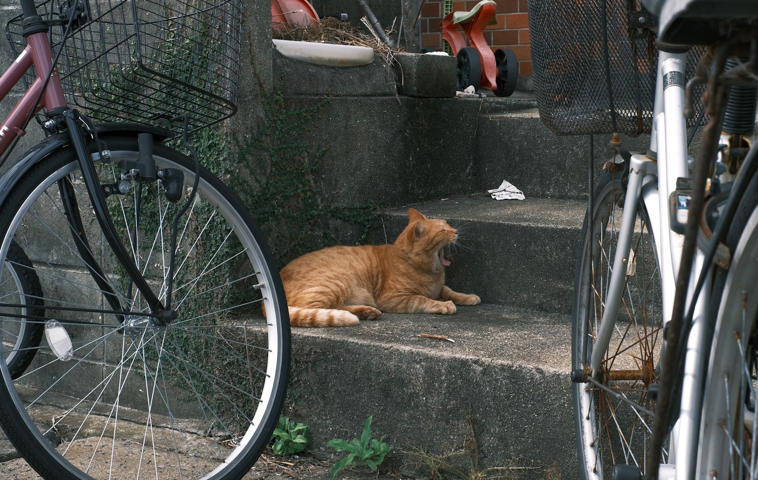 一只橙色的猫躺在台阶上，旁边有自行车