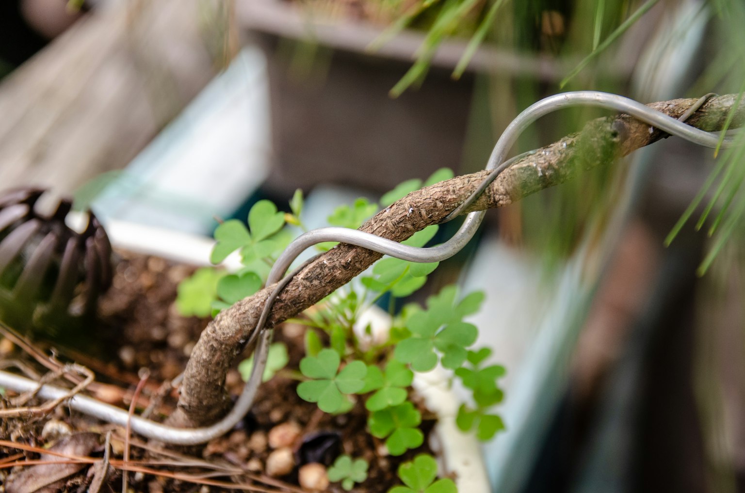 Metallkabel, das sich mit kleinen grünen Blättern in einem Blumentopf verwebt