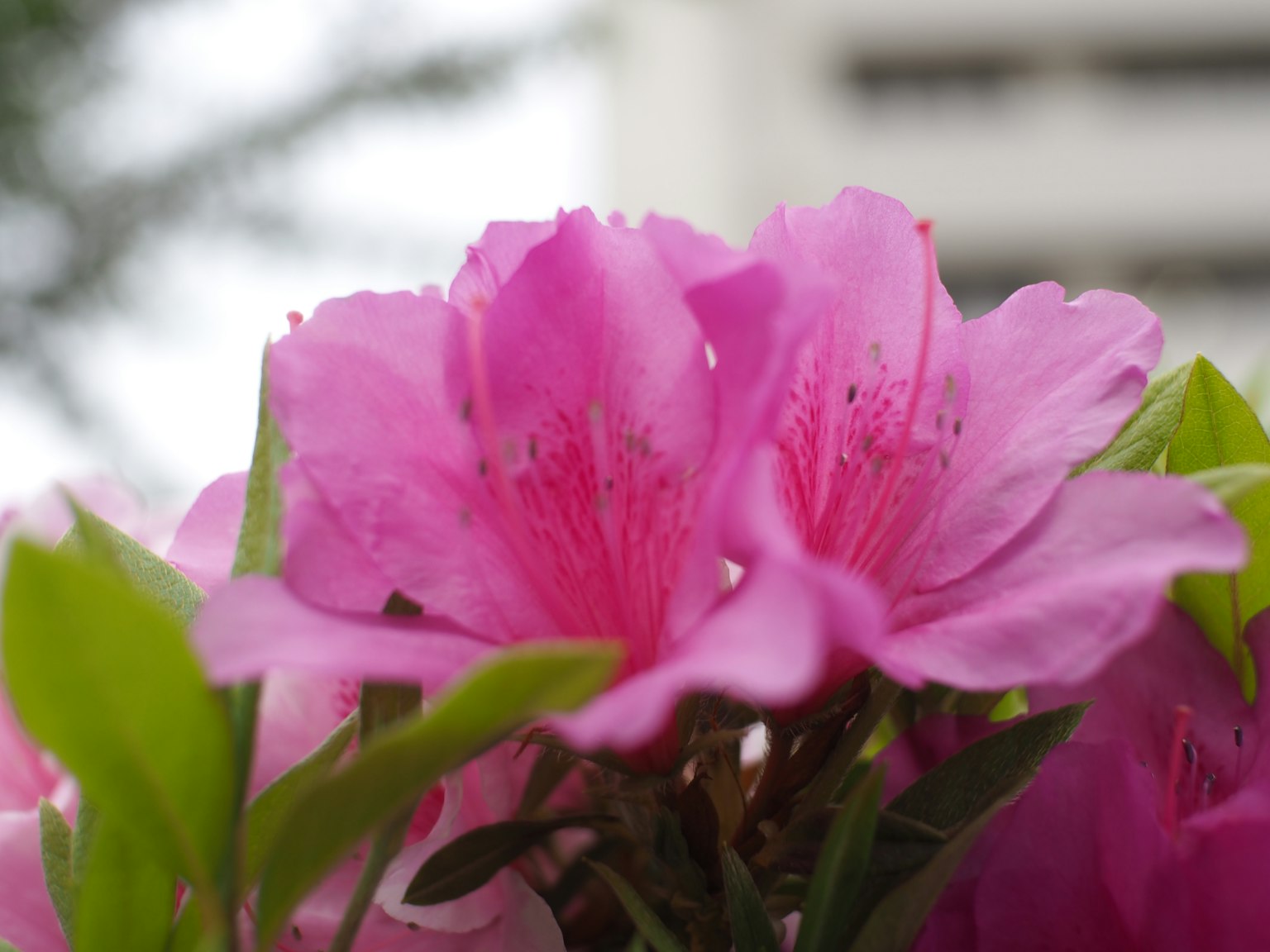 Fiori di azalea rosa vivaci in piena fioritura