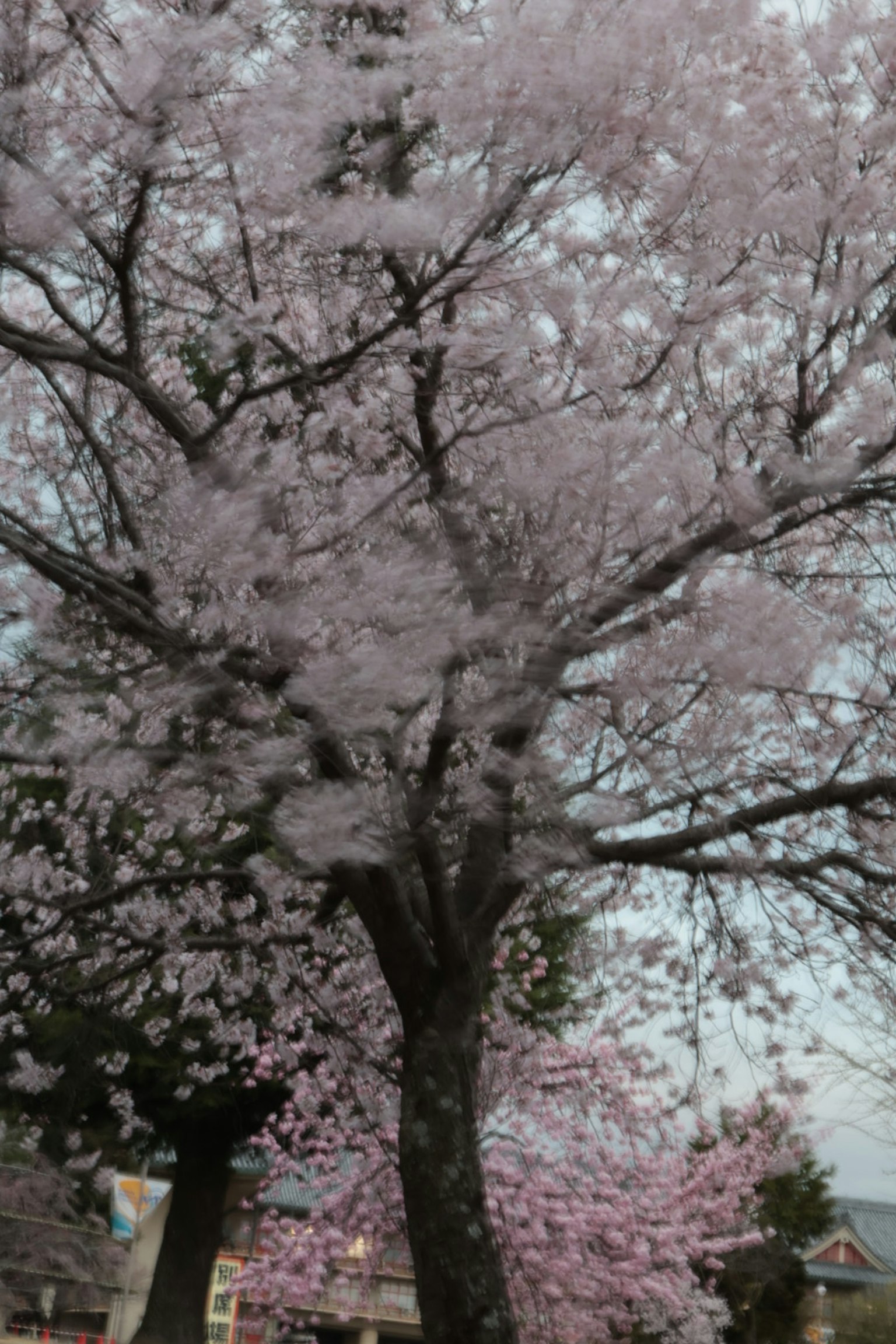櫻花樹盛開著粉紅色花朵