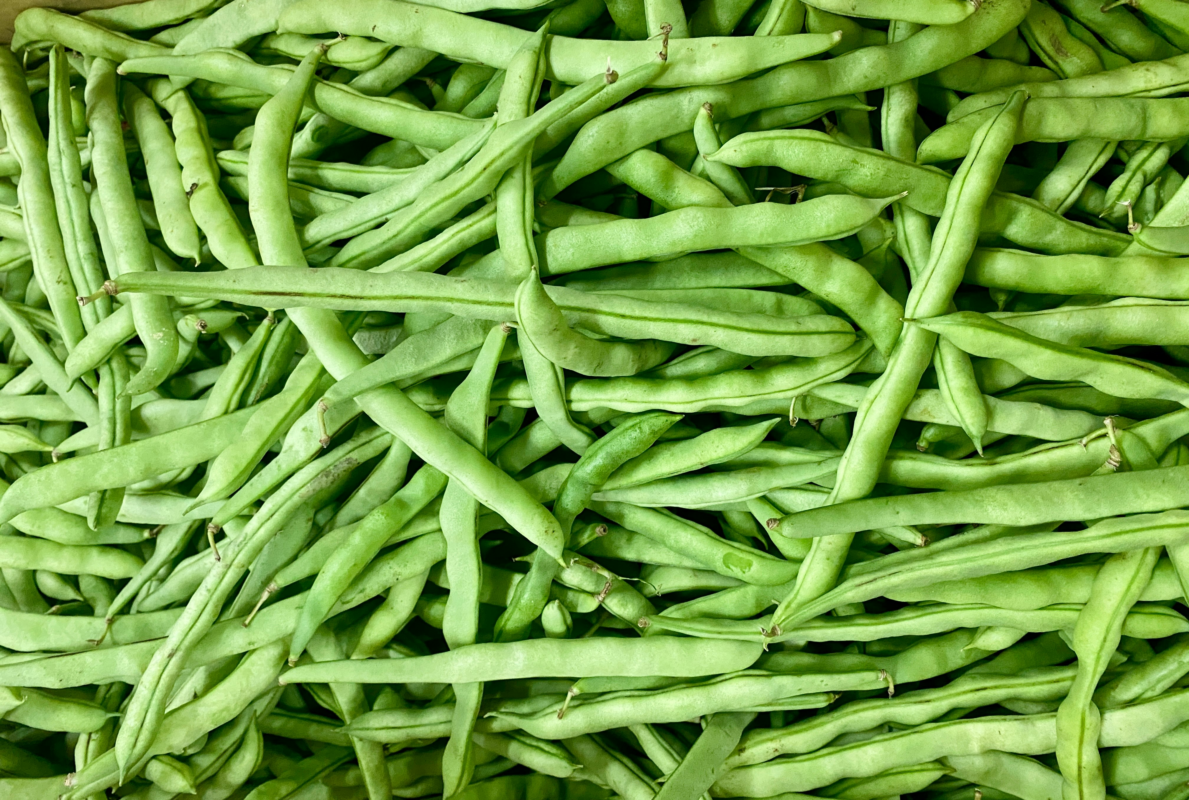 gros plan de haricots verts frais disposés