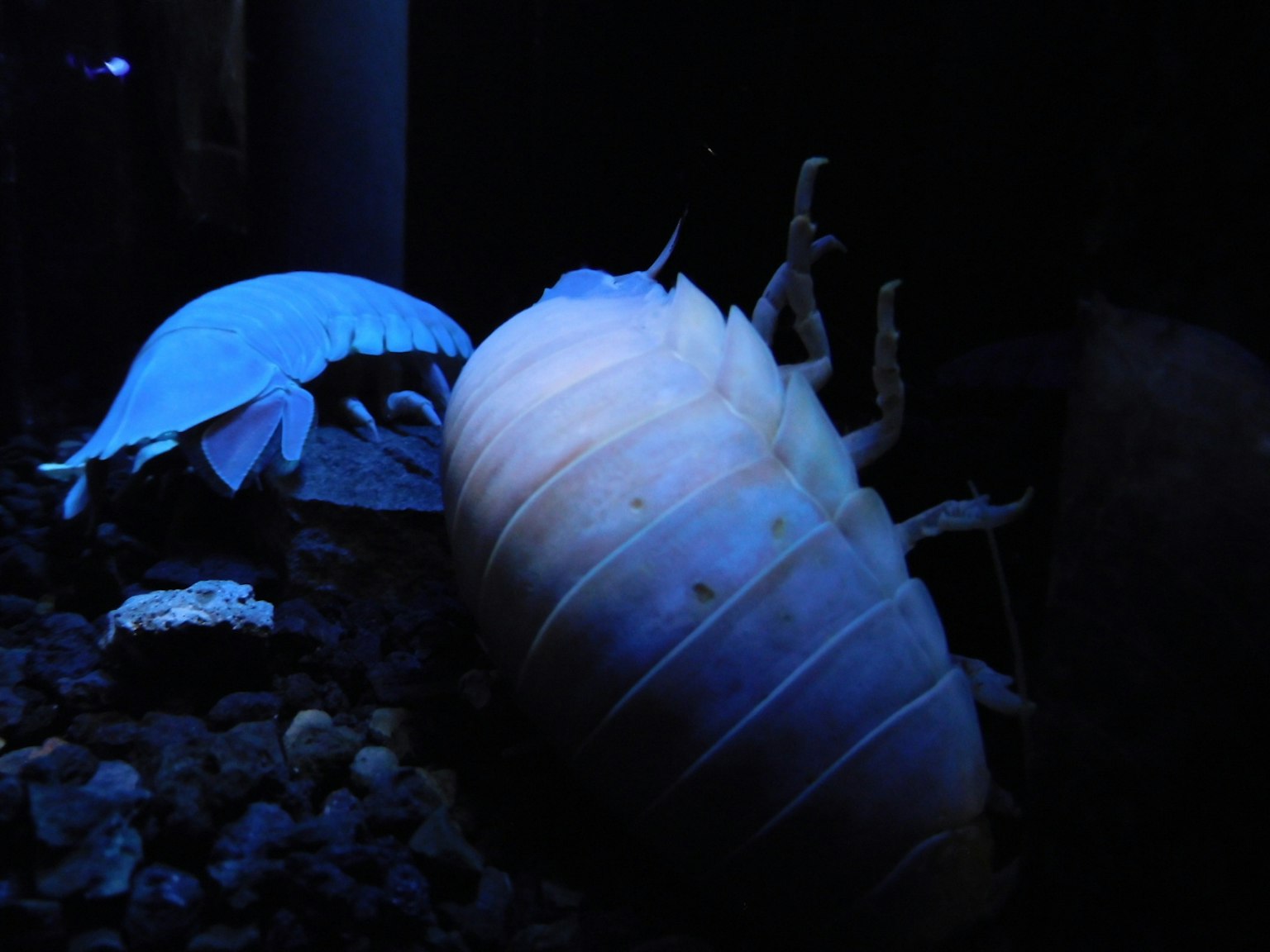 Deux isopodes se déplaçant dans la lumière bleue