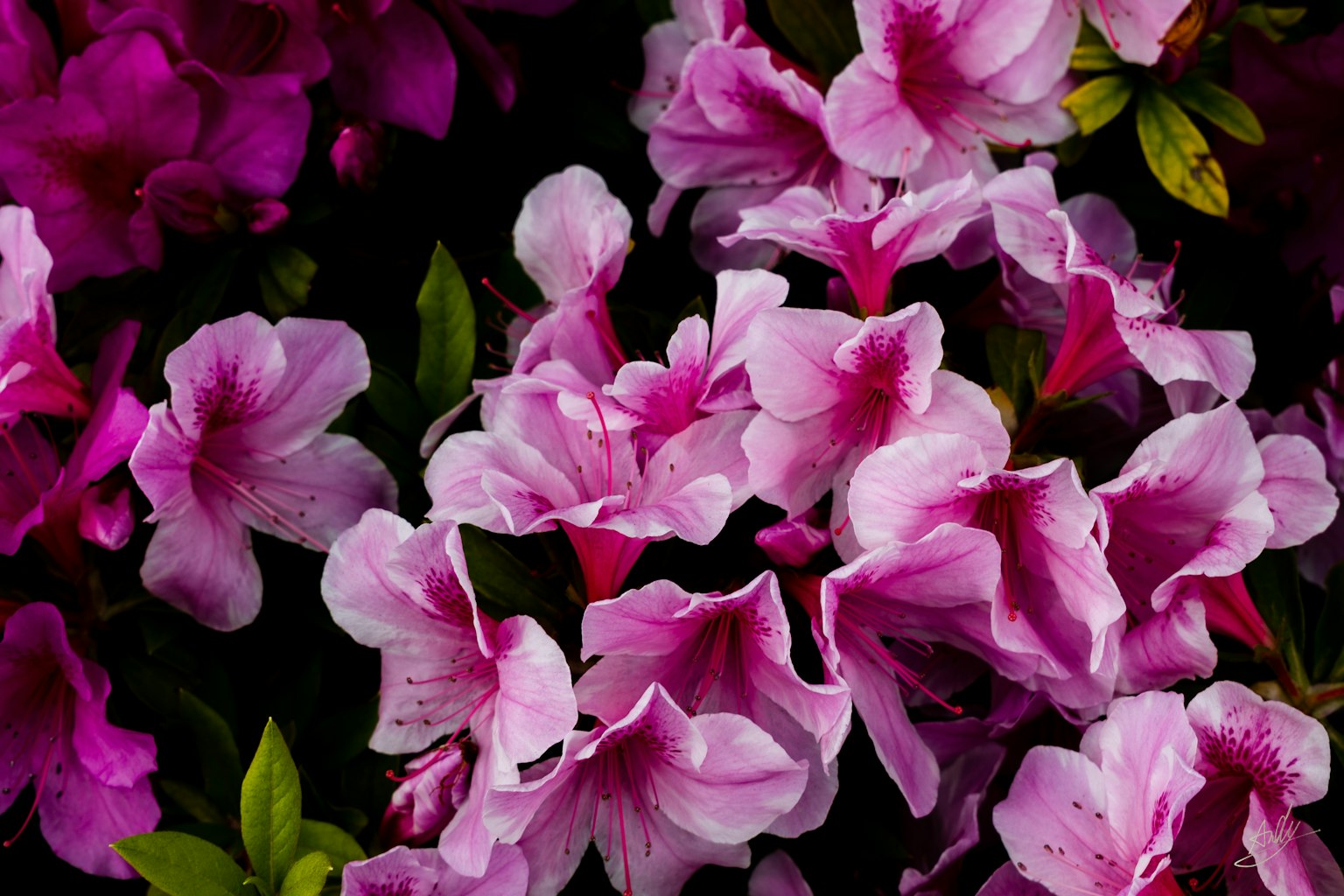 Fleurs d'azalée roses vibrantes en pleine floraison