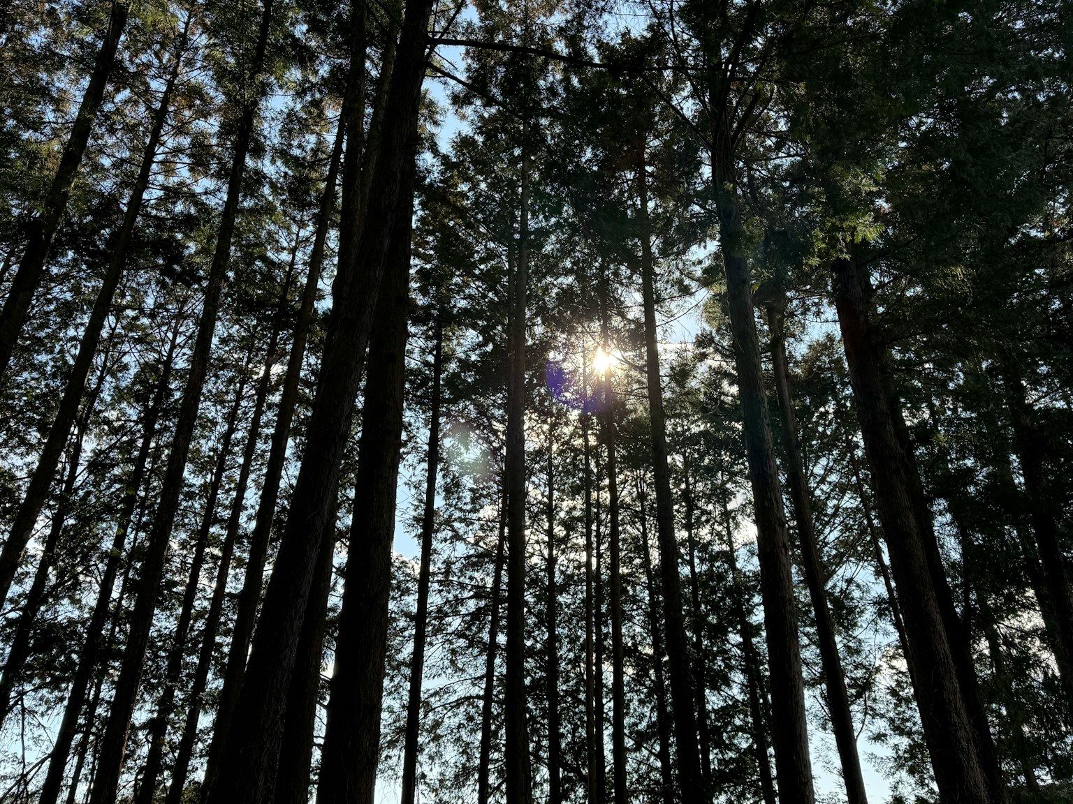 森林场景，阳光透过高大的树木