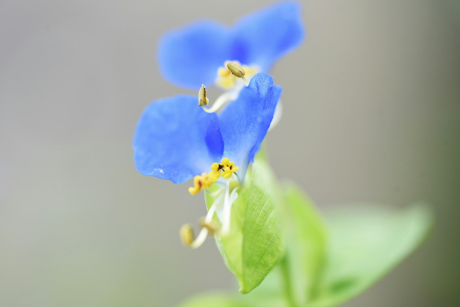 Primer plano de una flor azul vibrante con hojas verdes y fondo borroso