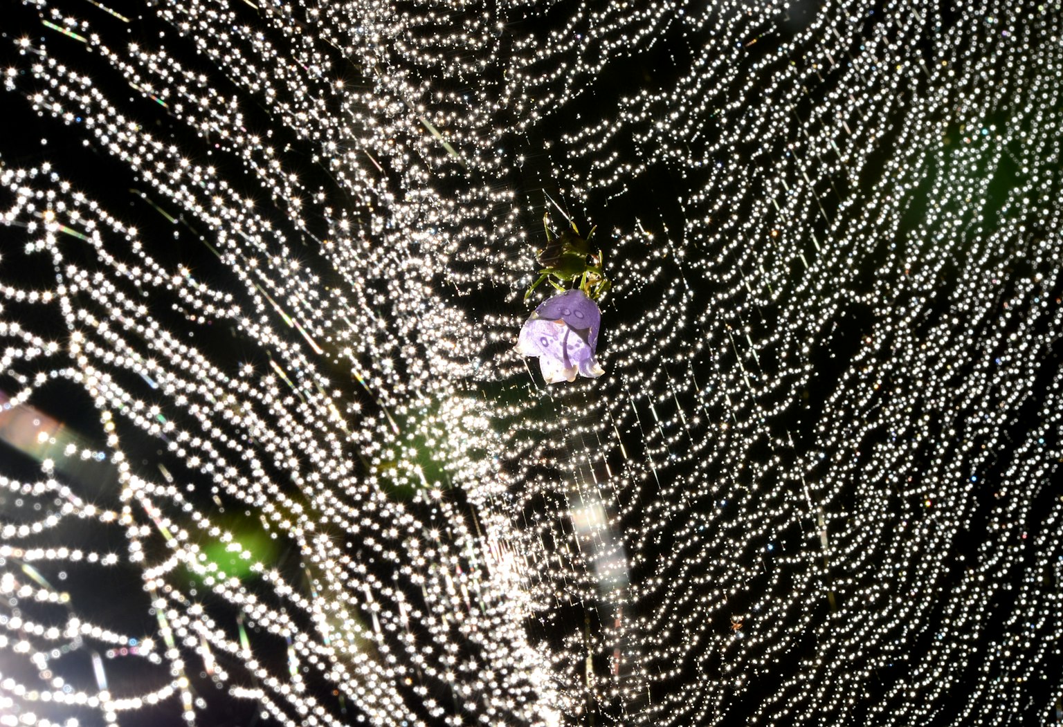 A purple flower surrounded by delicate white droplets in a mystical setting
