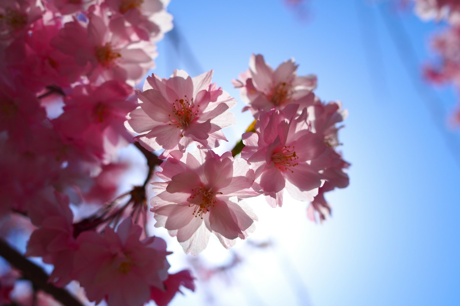 Kirschblüten, die lebhaft gegen einen klaren blauen Himmel blühen