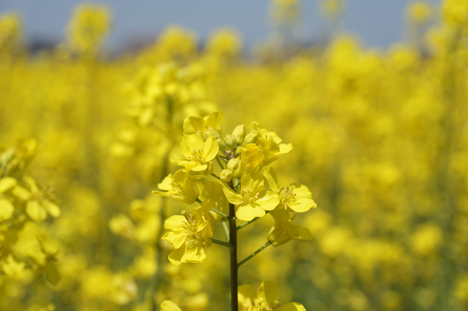 Feld von leuchtend gelben Rapsblüten in Blüte