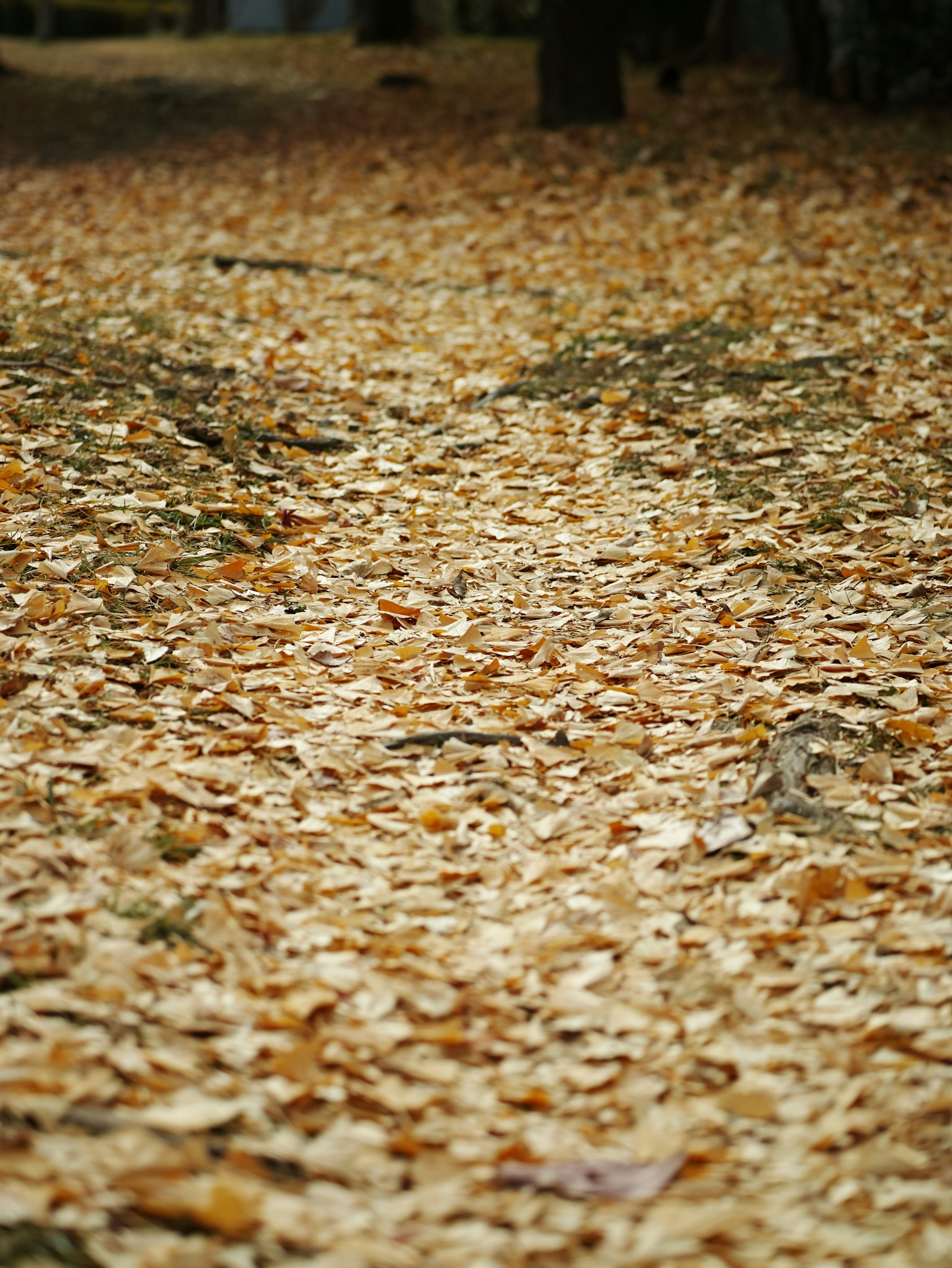 Weg bedeckt mit Herbstblättern