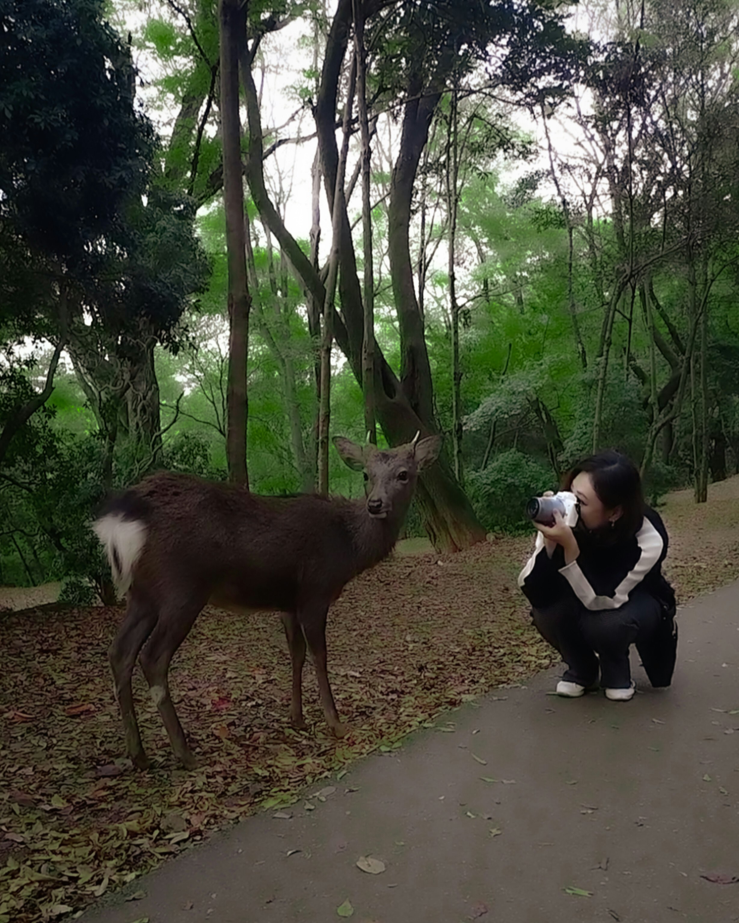 奈良公園の遊歩道で鹿と一緒にしゃがむ人