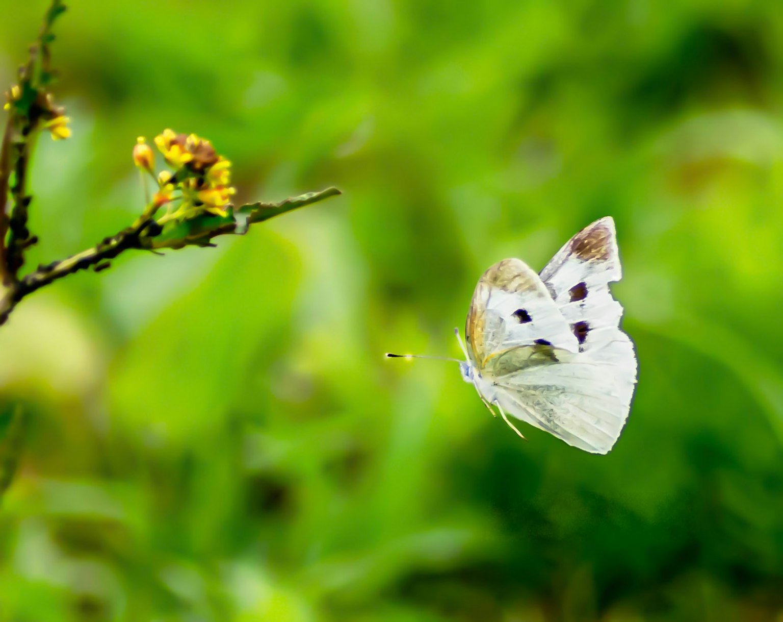 Una mariposa blanca volando sobre un fondo verde con una flor amarilla