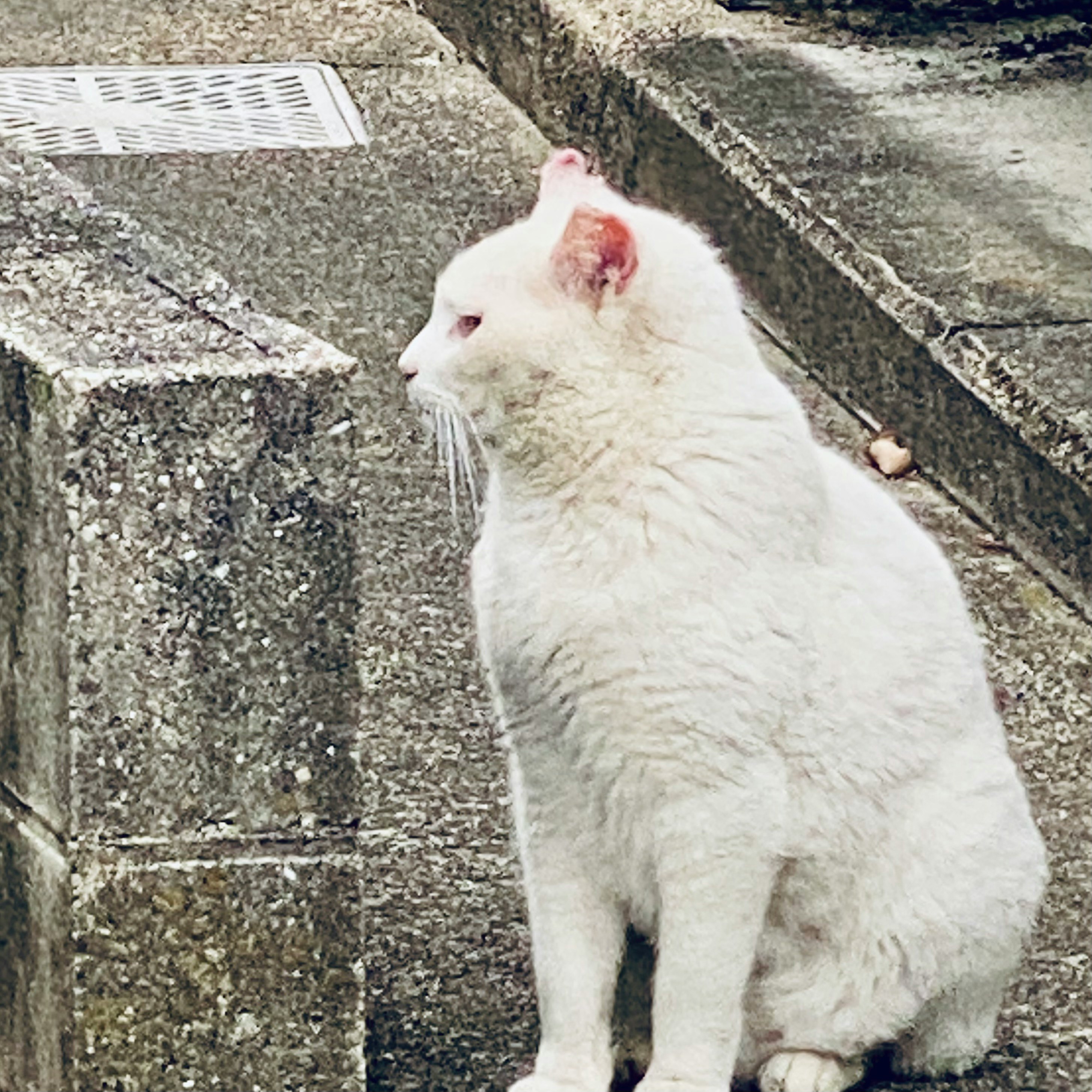 gatto bianco seduto vicino a un muro di pietra
